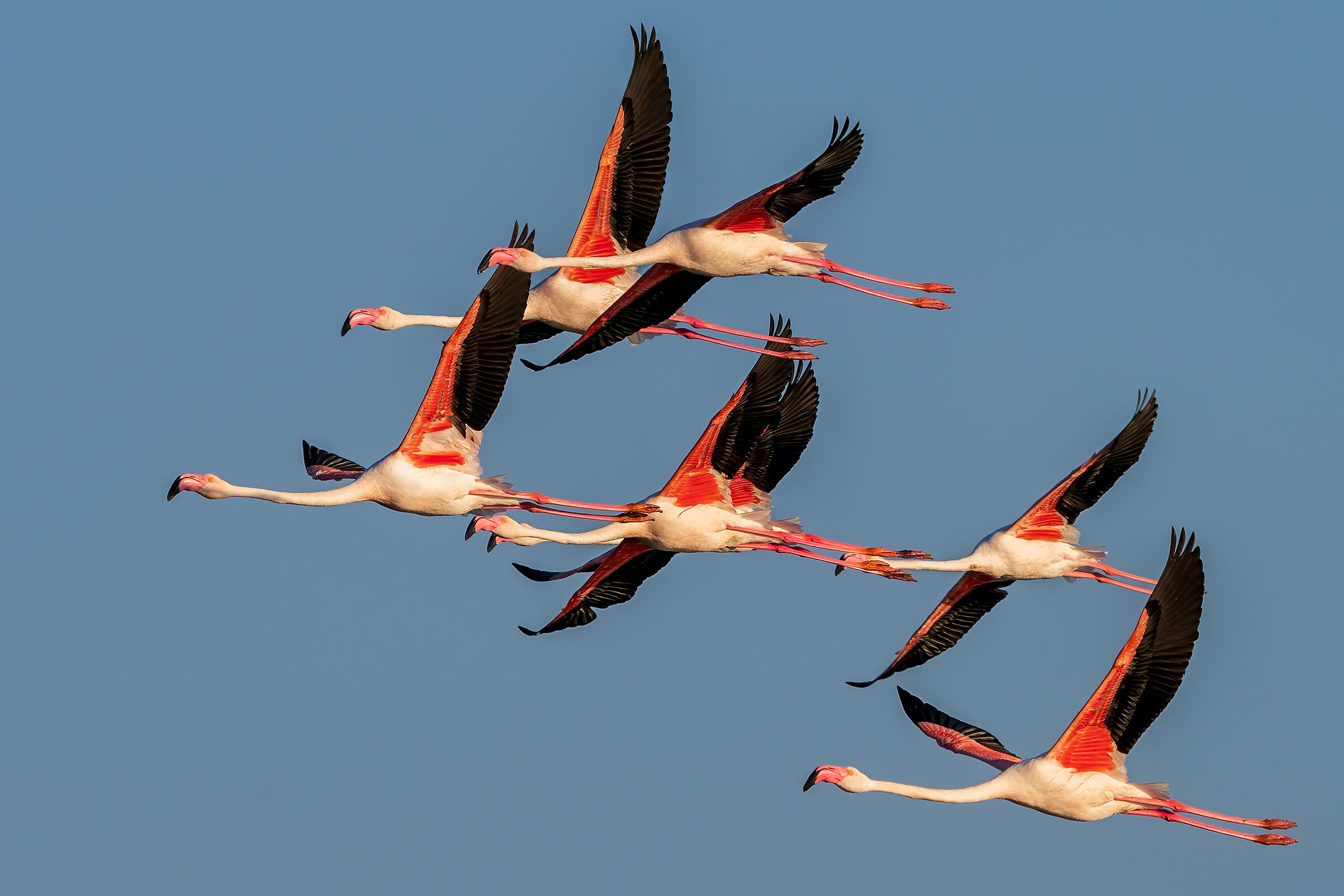 Poco prima de tramonto- Fenicotteri rosa