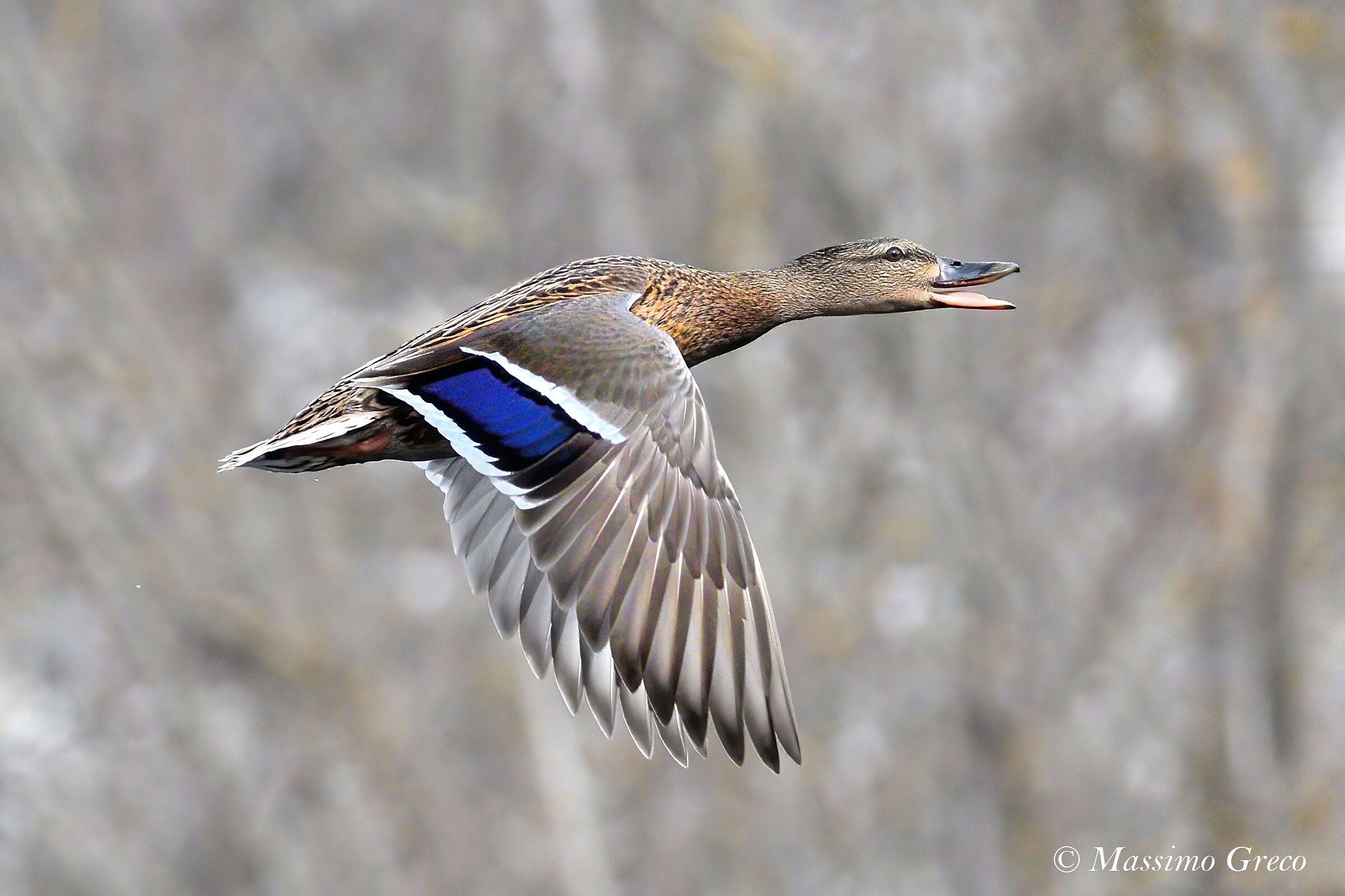 Female Mallard