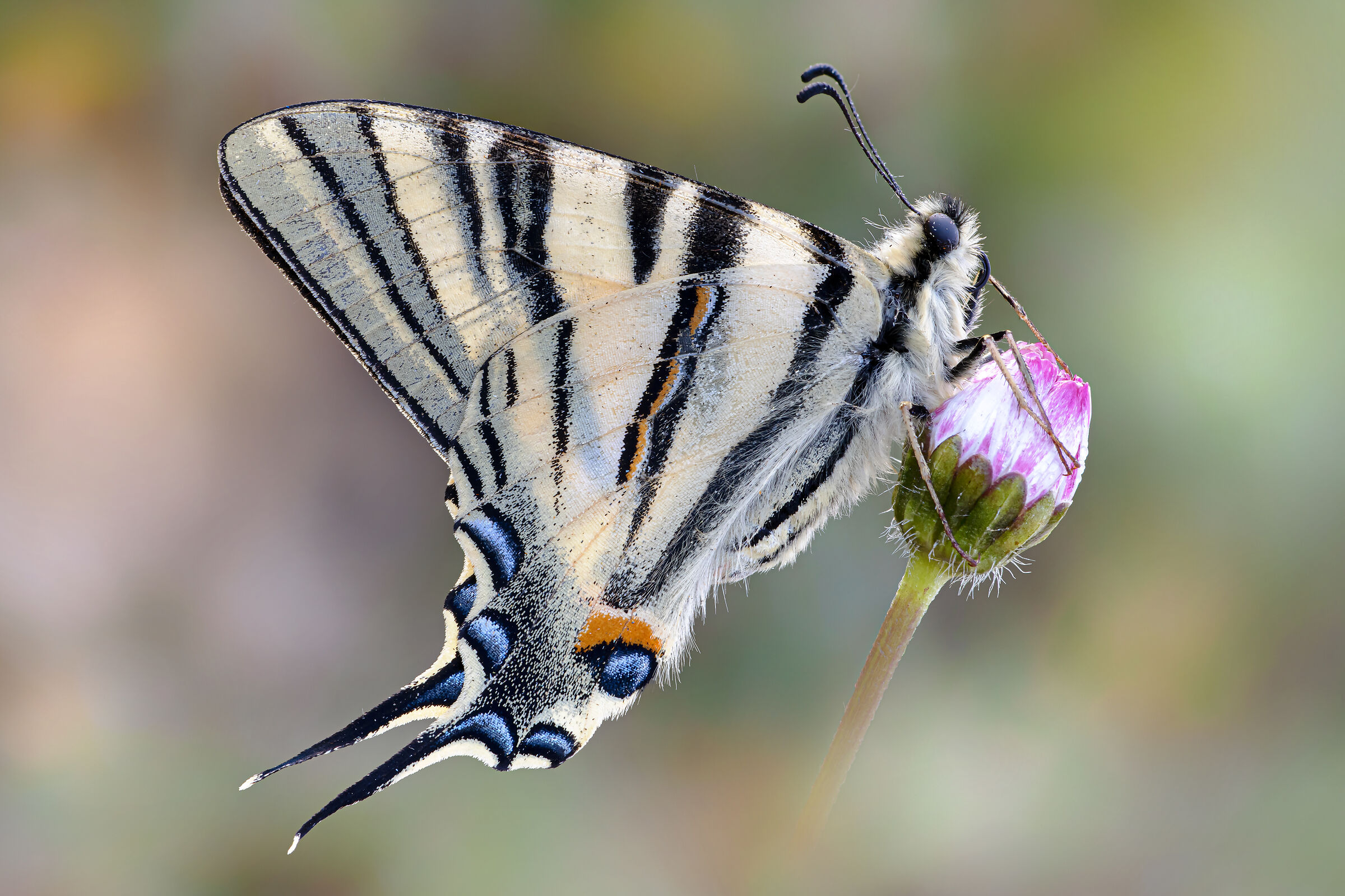 Iphiclides podalirius - Podalirio