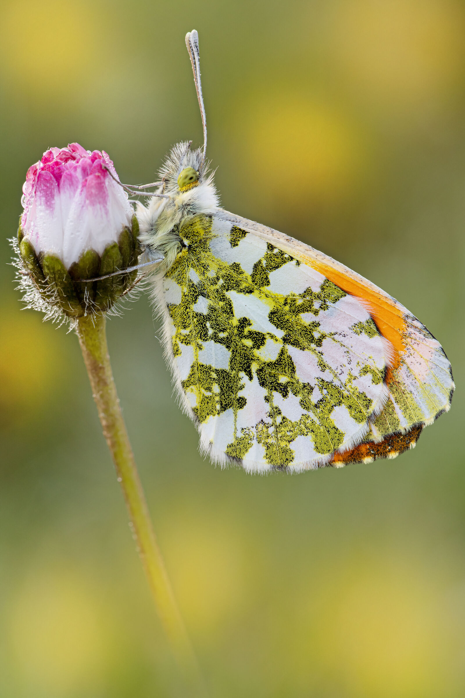 Anthocharis cardamines- Aurora