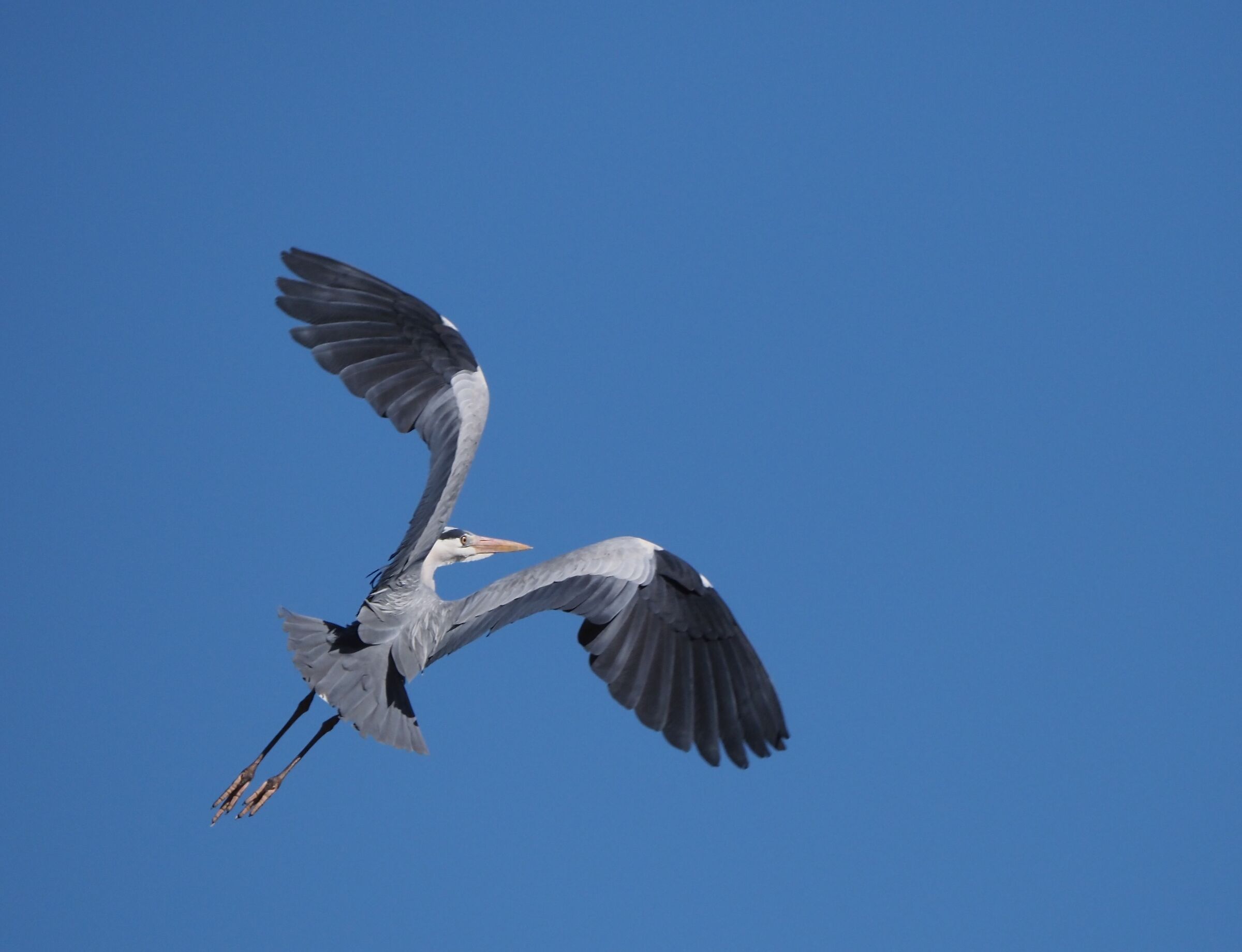 gray heron