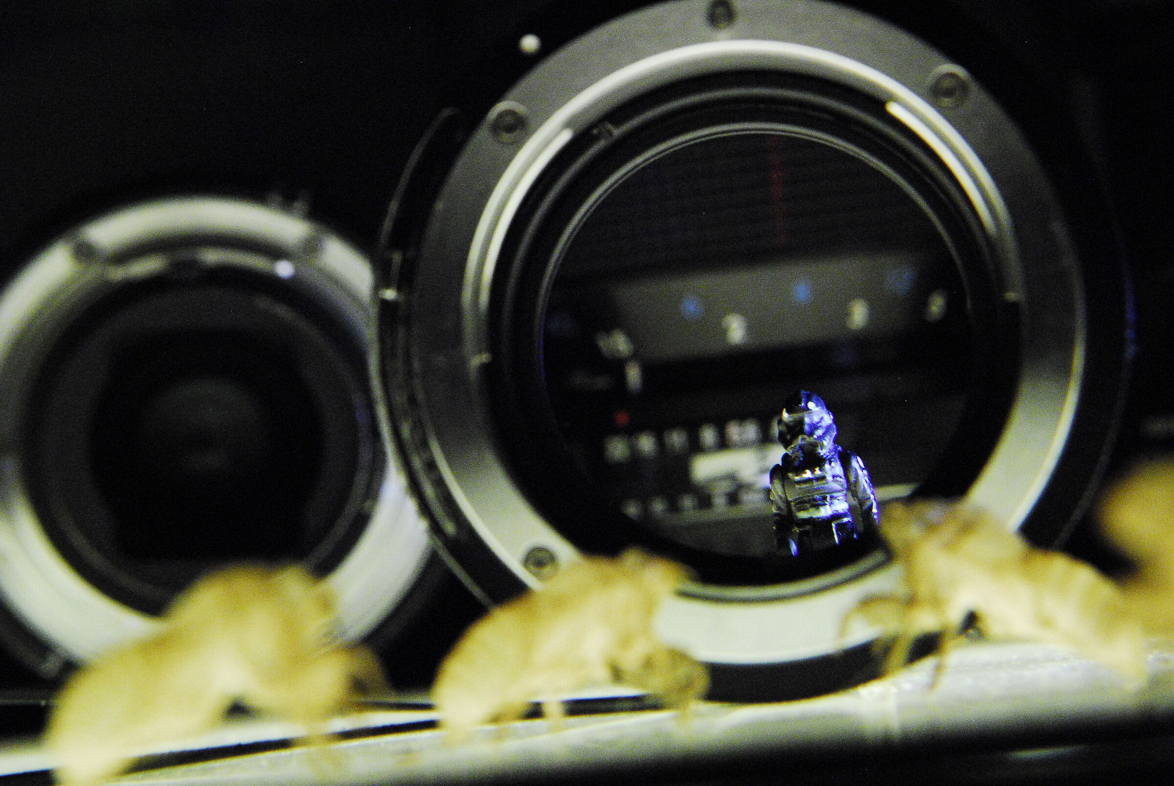 STExplorers: L'Attacco Degli Insetti Giganti