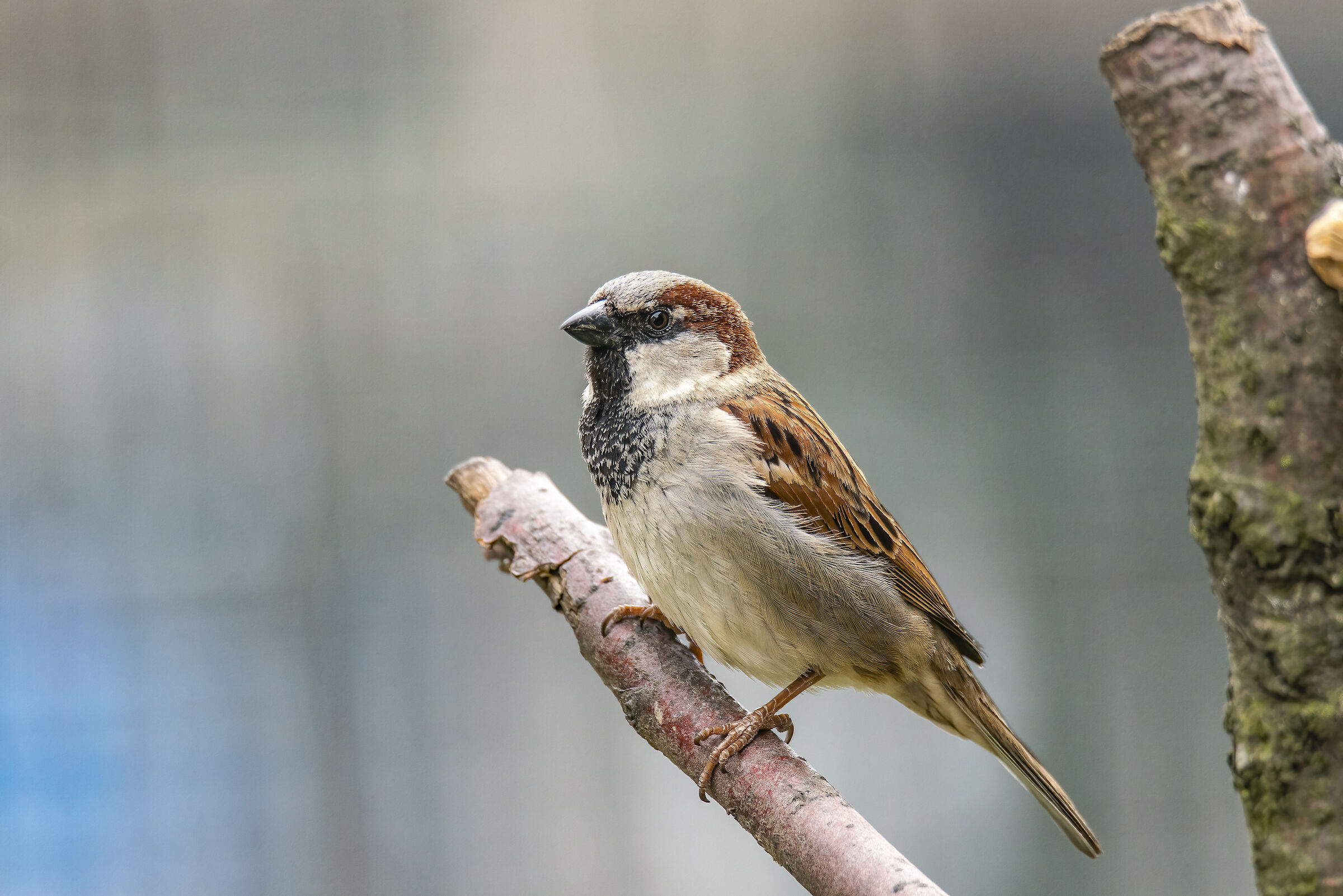 Common sparrow