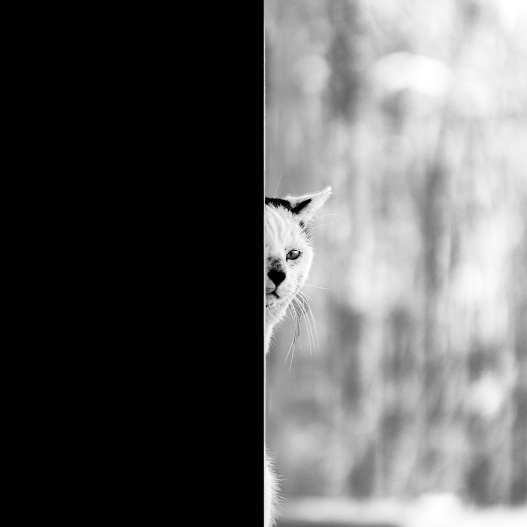 Angels with a Mustache