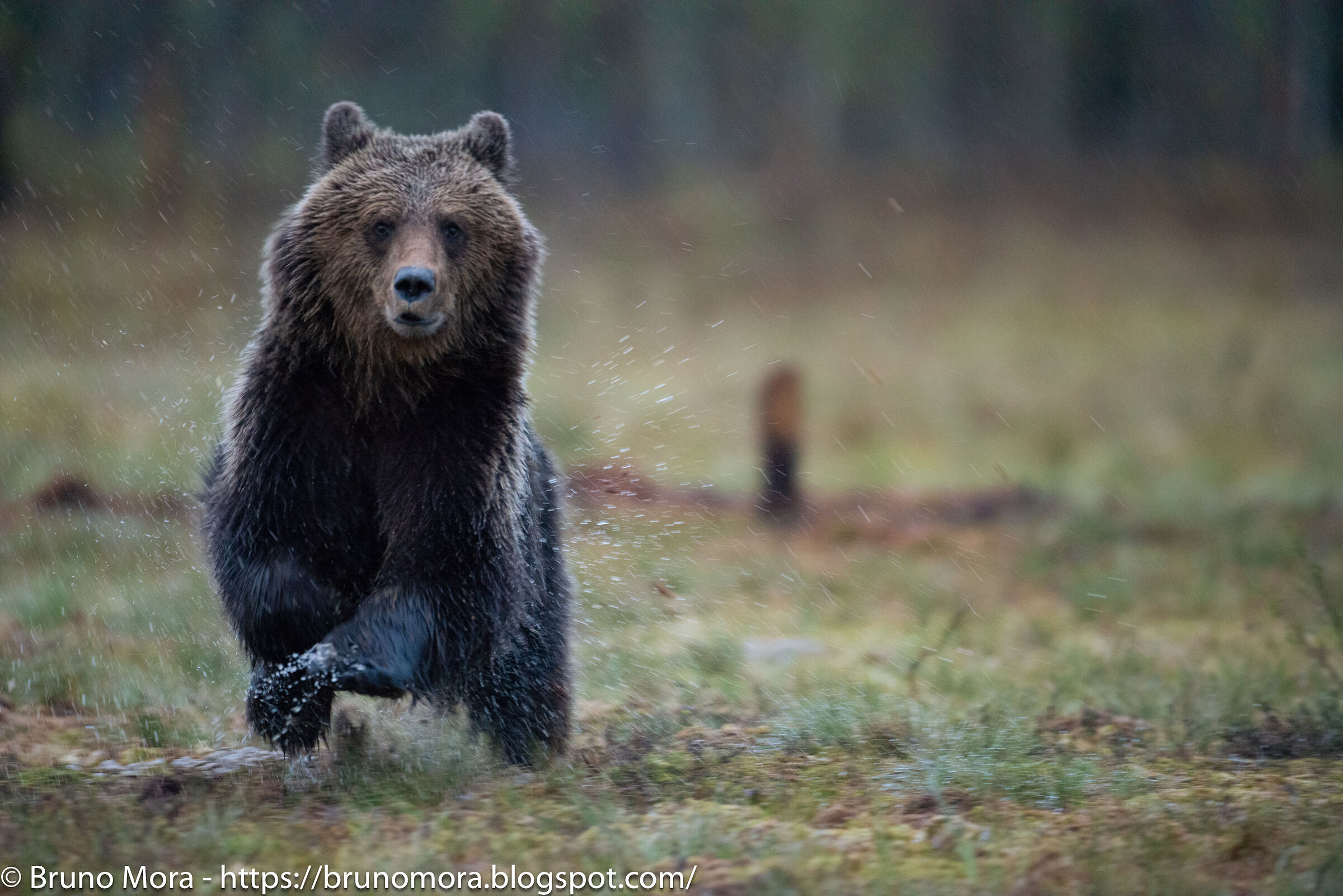 Orso-che-corre