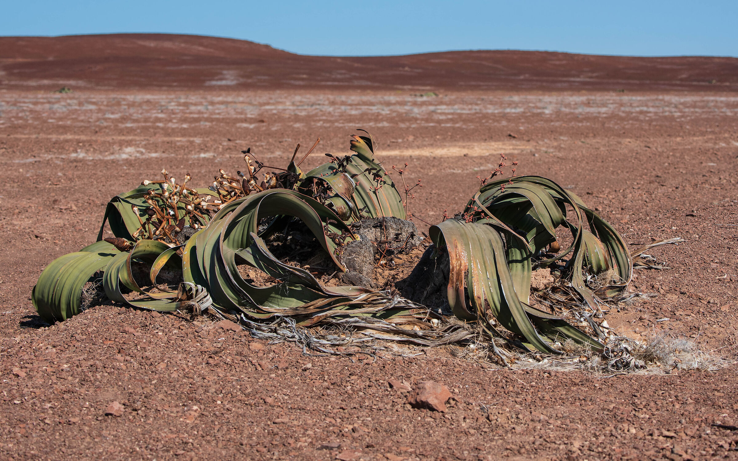 Welwitschia