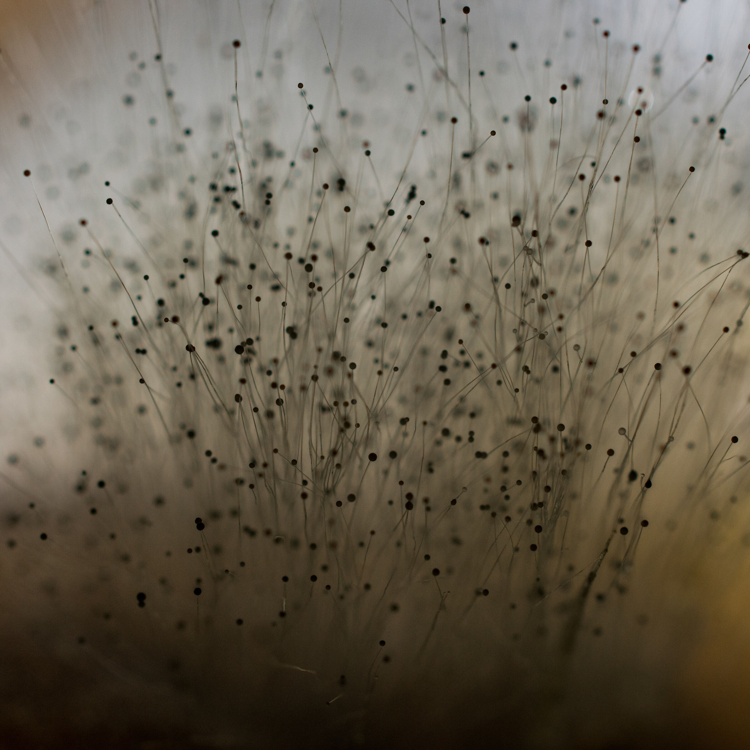 Conidiofori di Aspergillus sp.