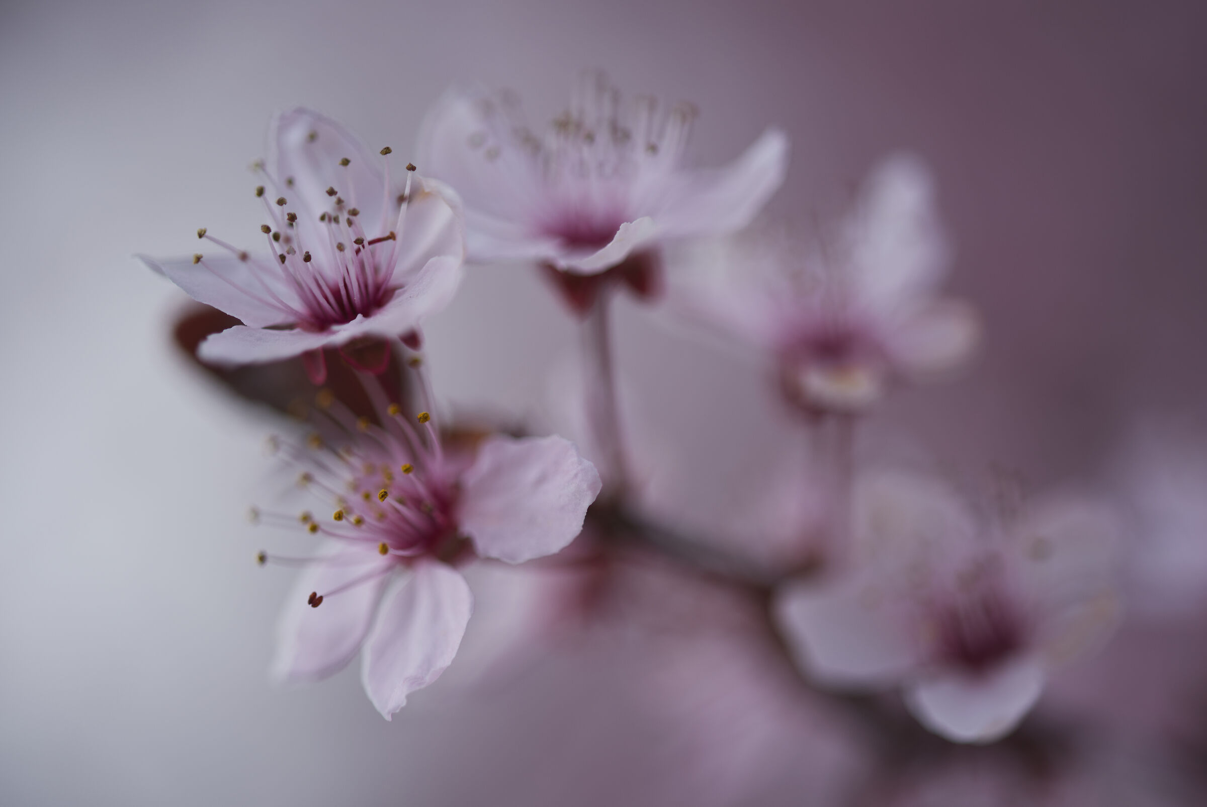 Spring mood