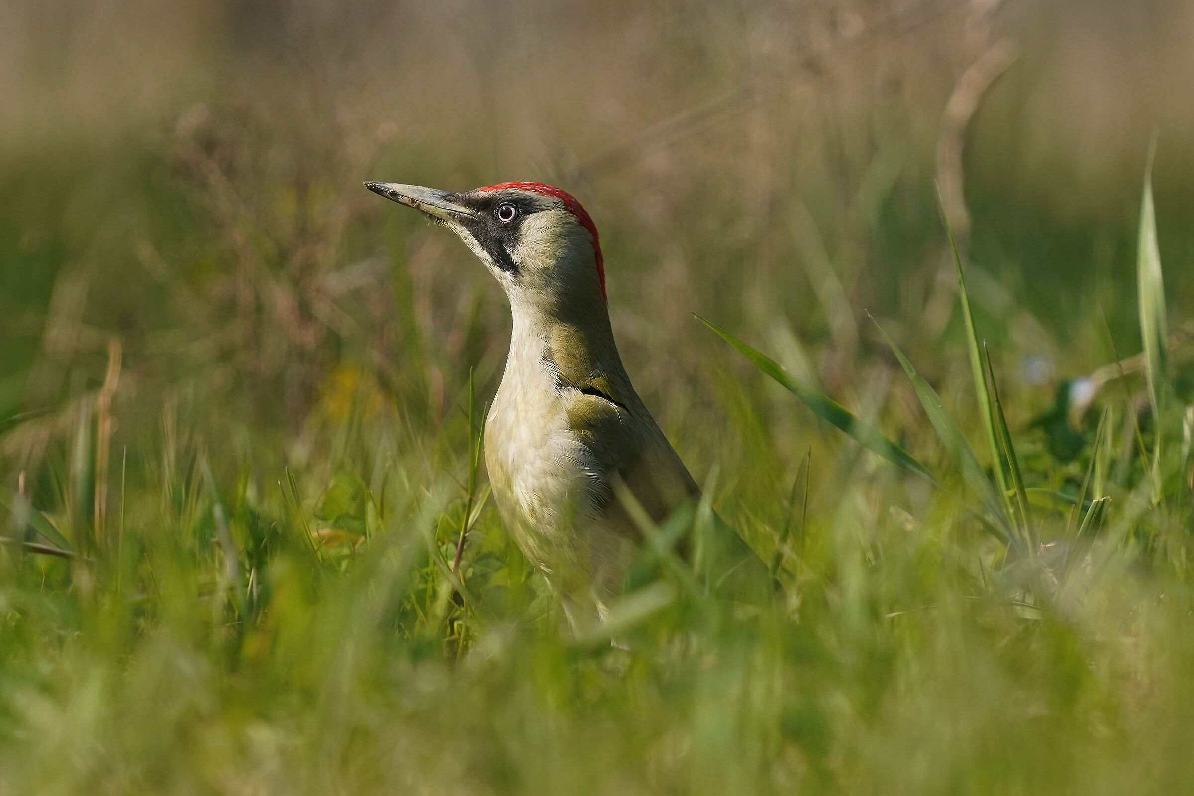 green woodpecker f.