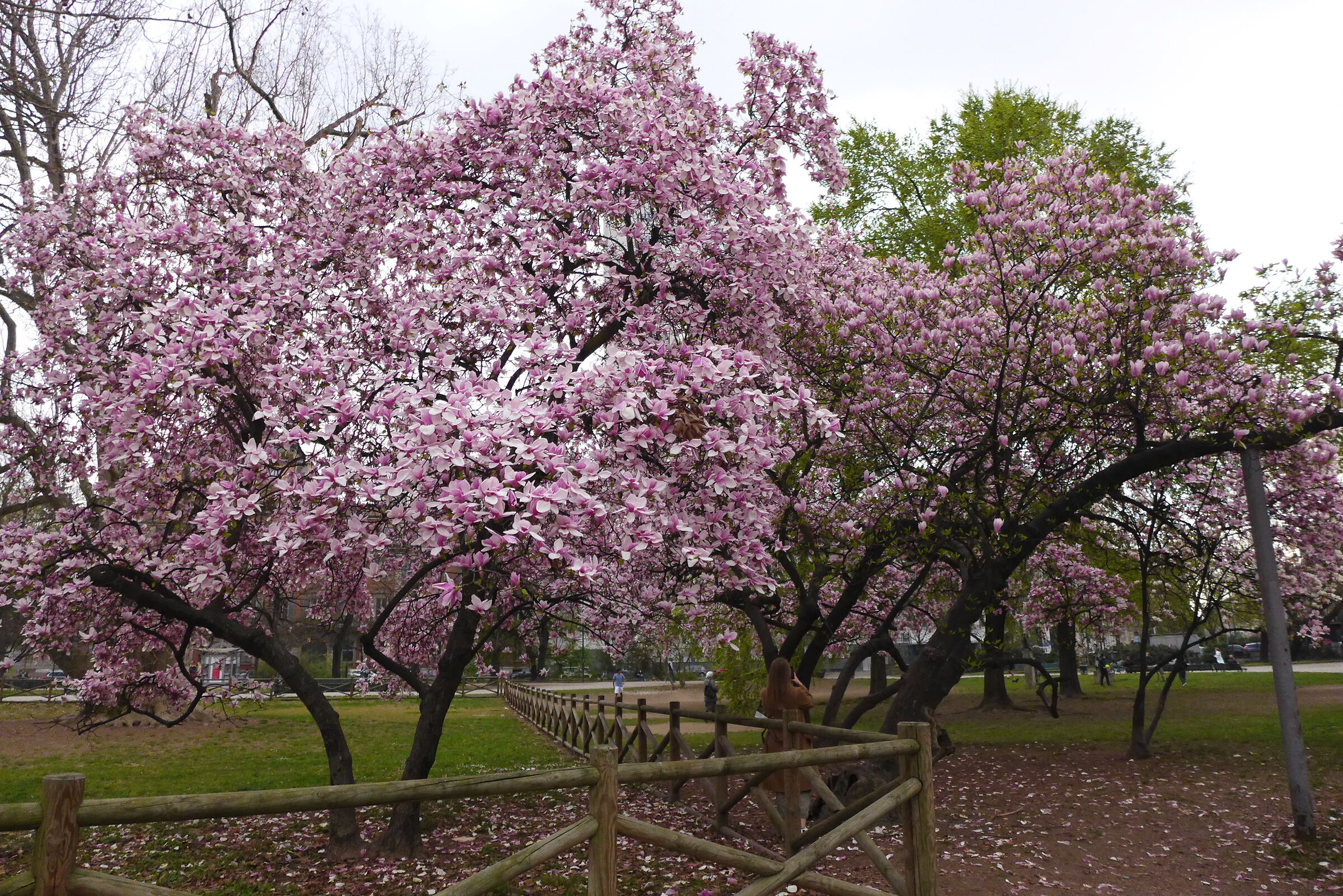 Magnolia in fiore...con selfie