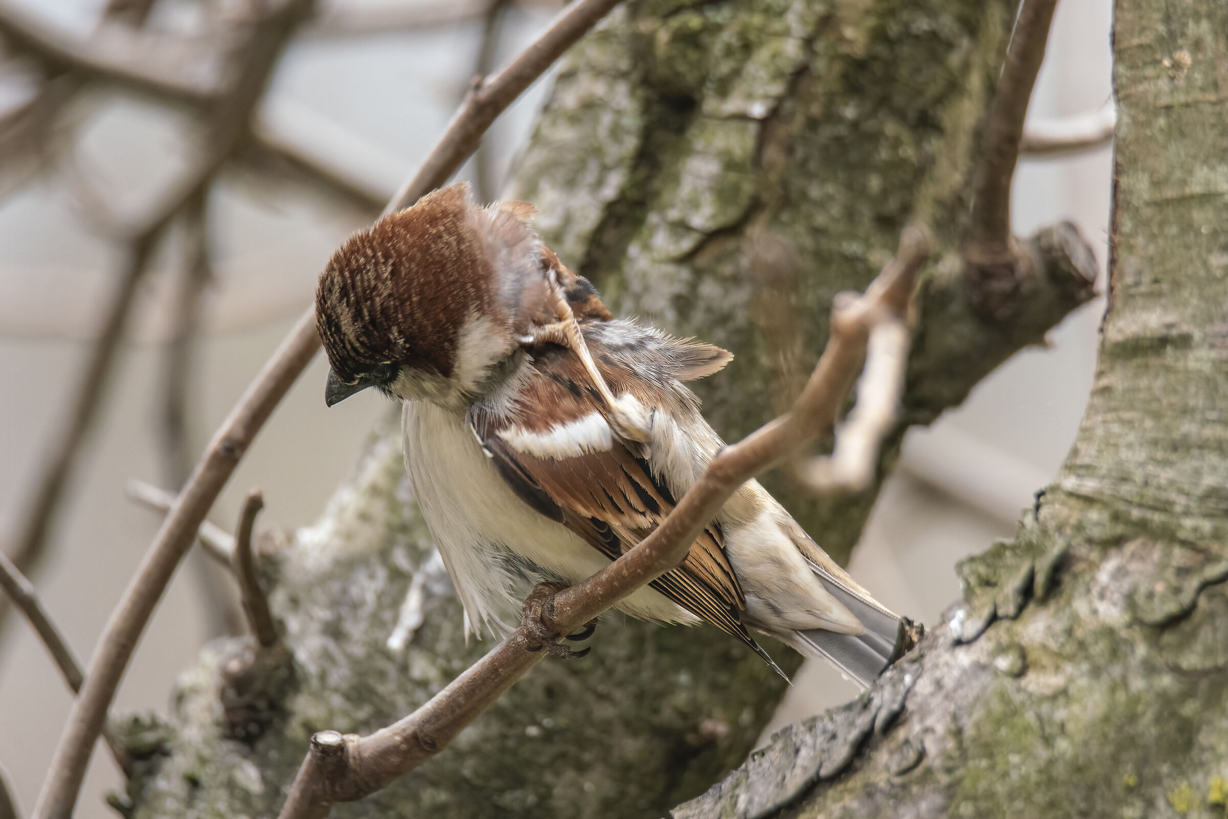 Sparrow, a scratch behind his head