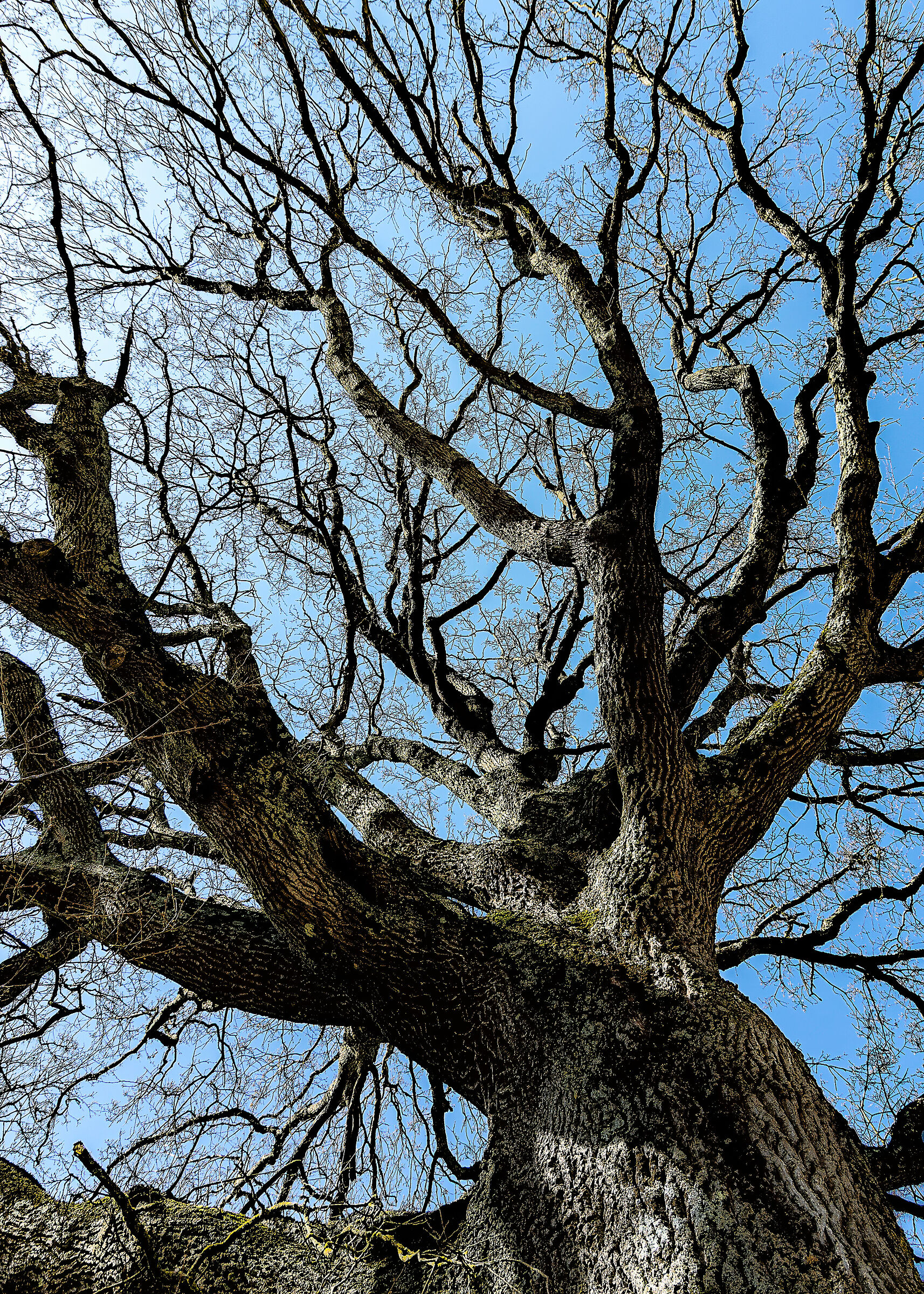 alber0 almost three hundred years