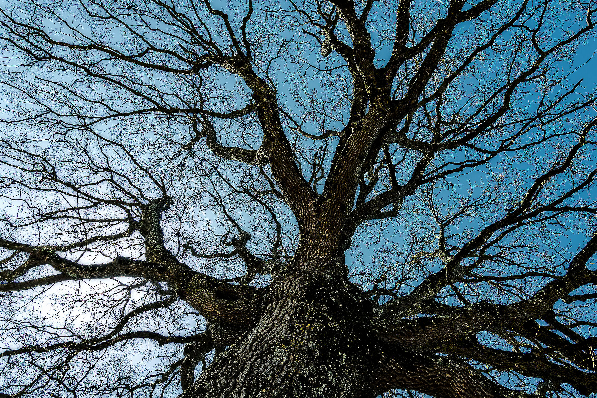 alber0 almost three hundred years