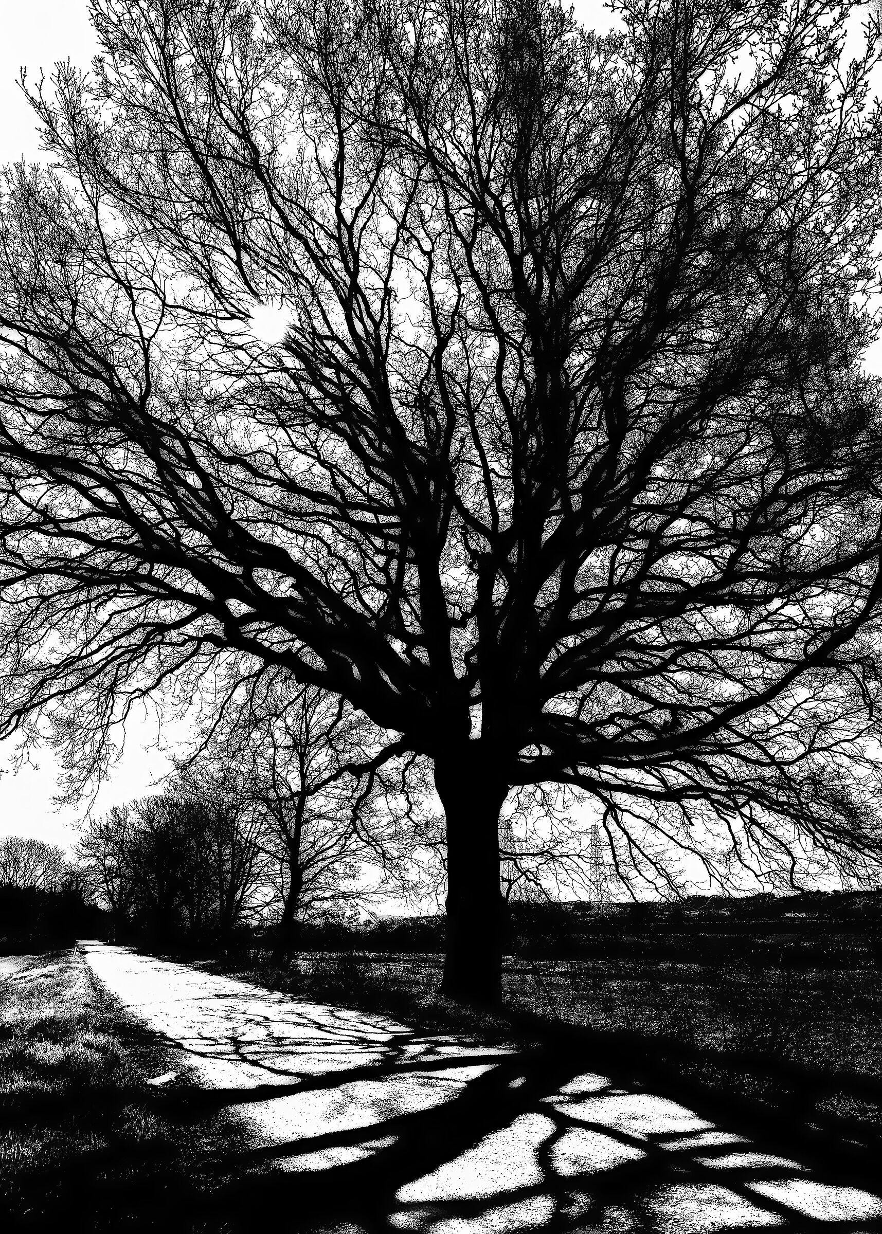 alber0 almost three hundred years