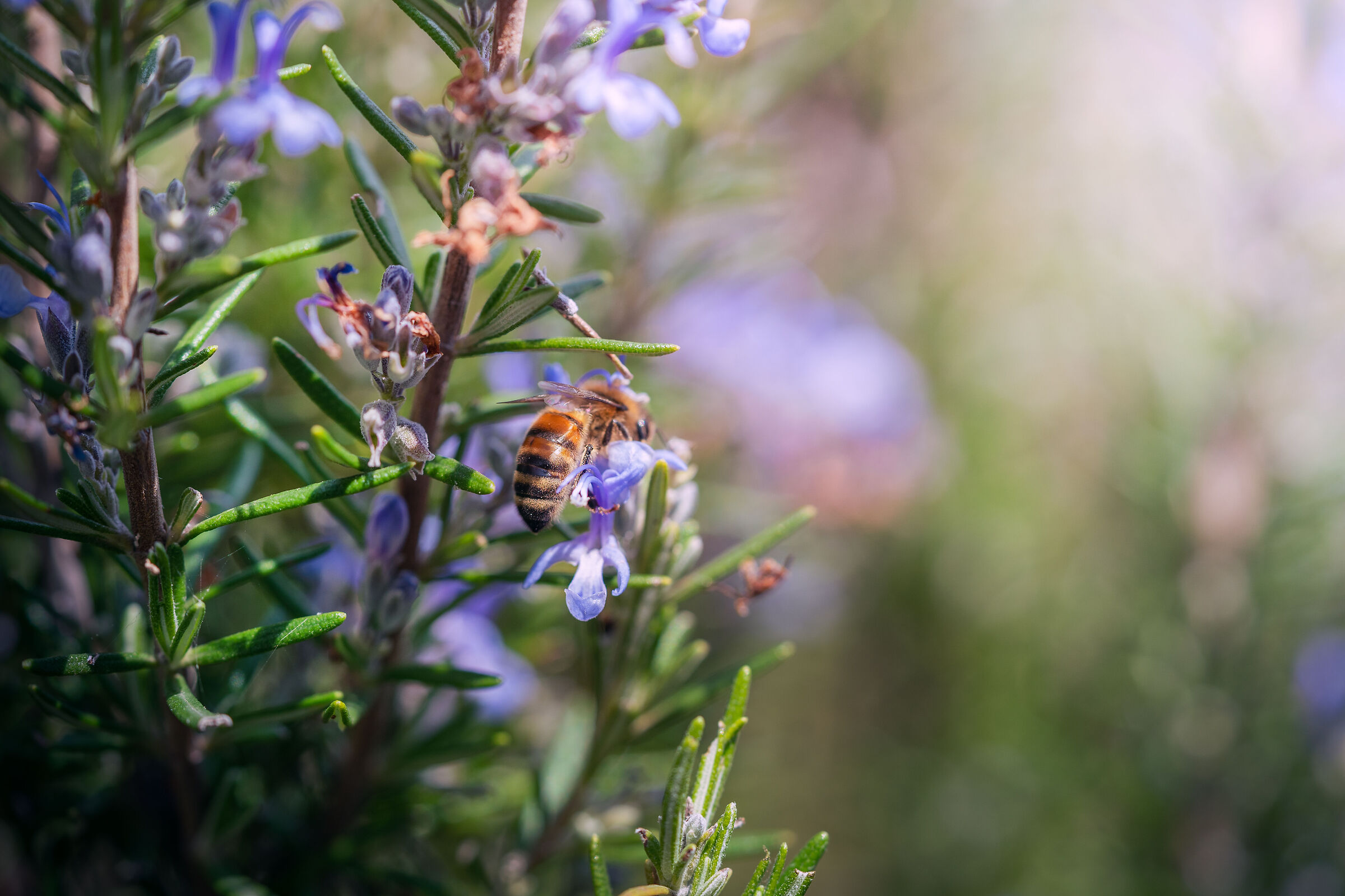 Rosemary in bloom
