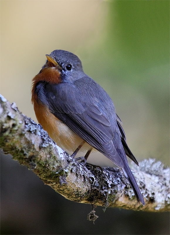 Kashmir Flycatcher.
