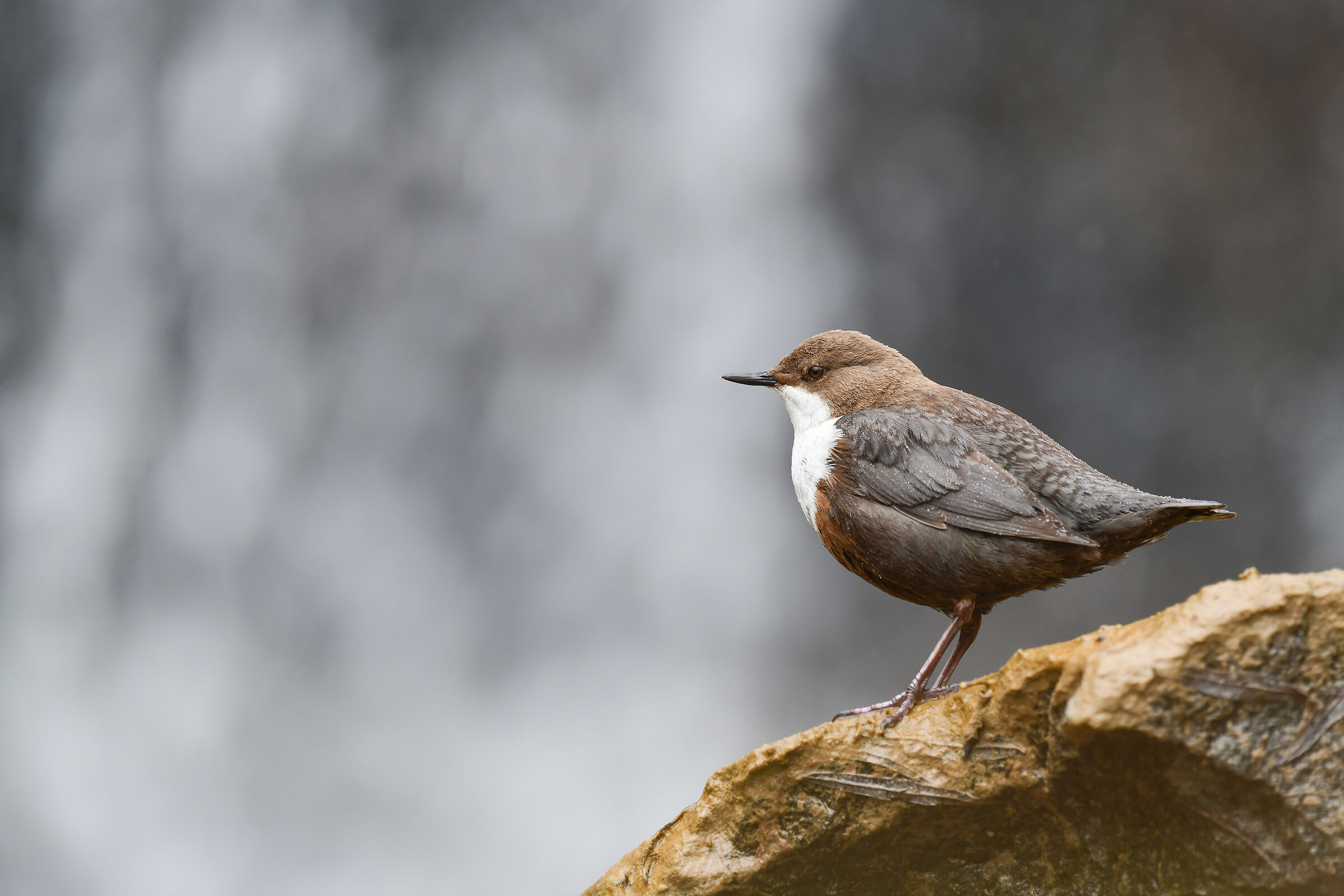 blackpox blackpox in the background the waterfall