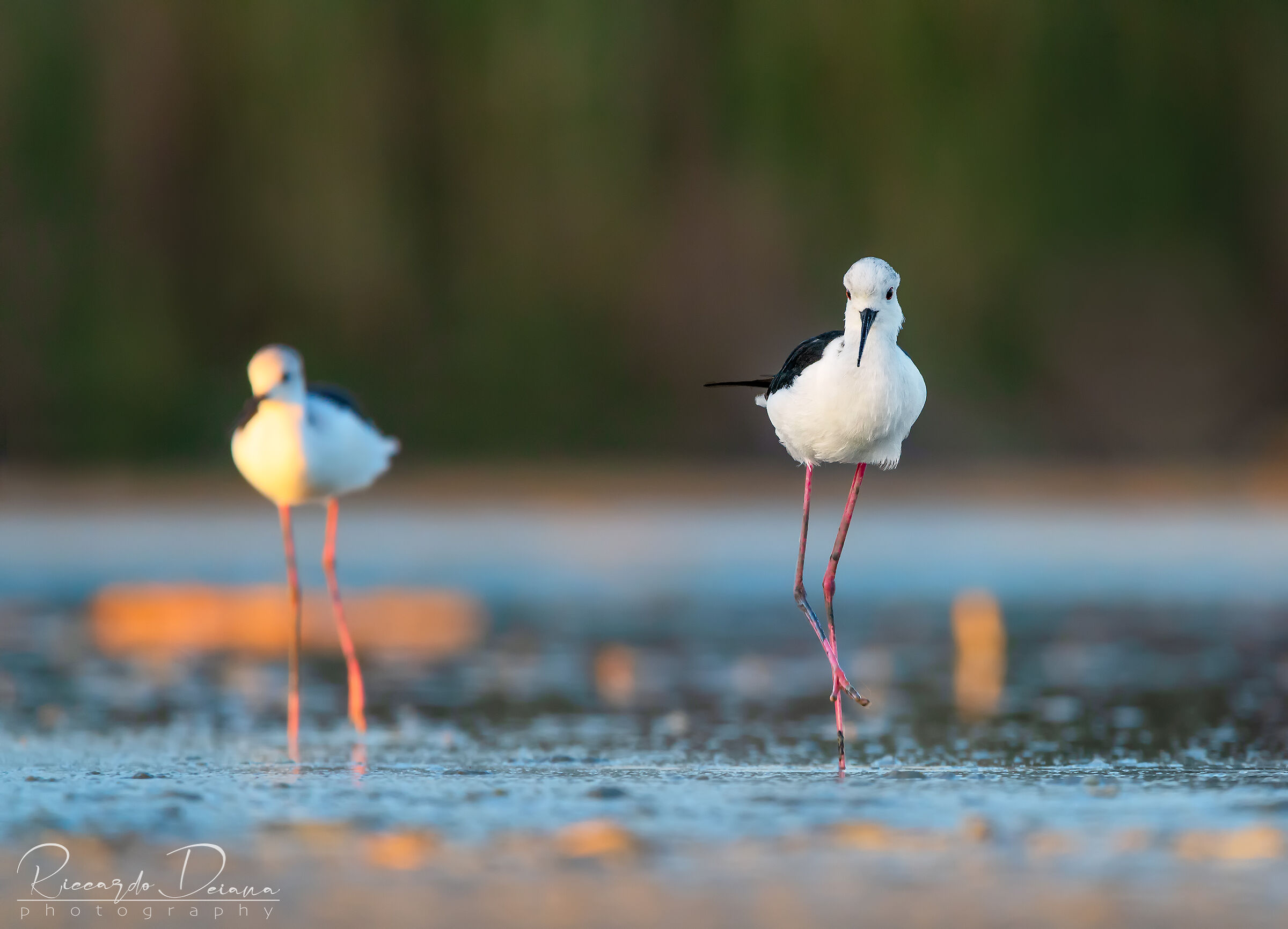 Cavalieri al tramonto