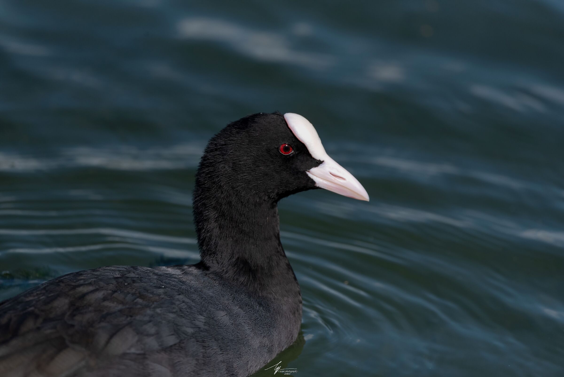 Folaga Eurasiatica (Fulica Atra - L.)