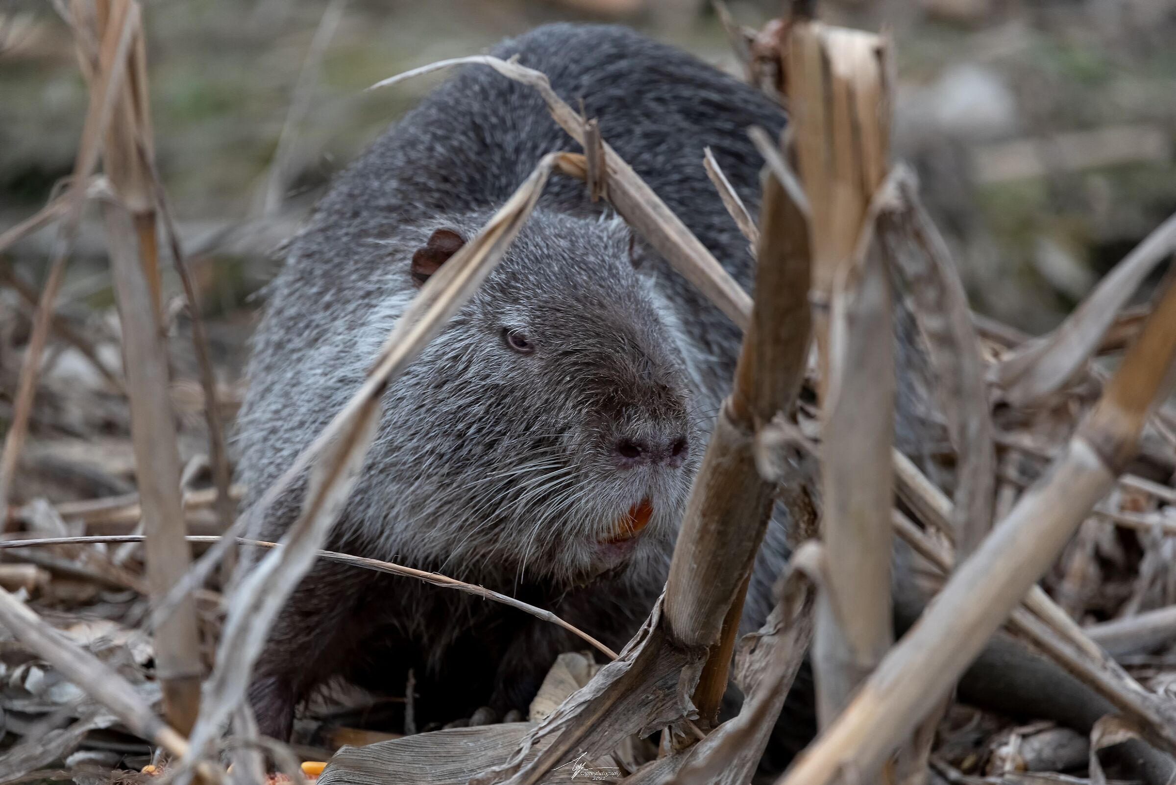 Nutria (Myocastor Coypus - M.)