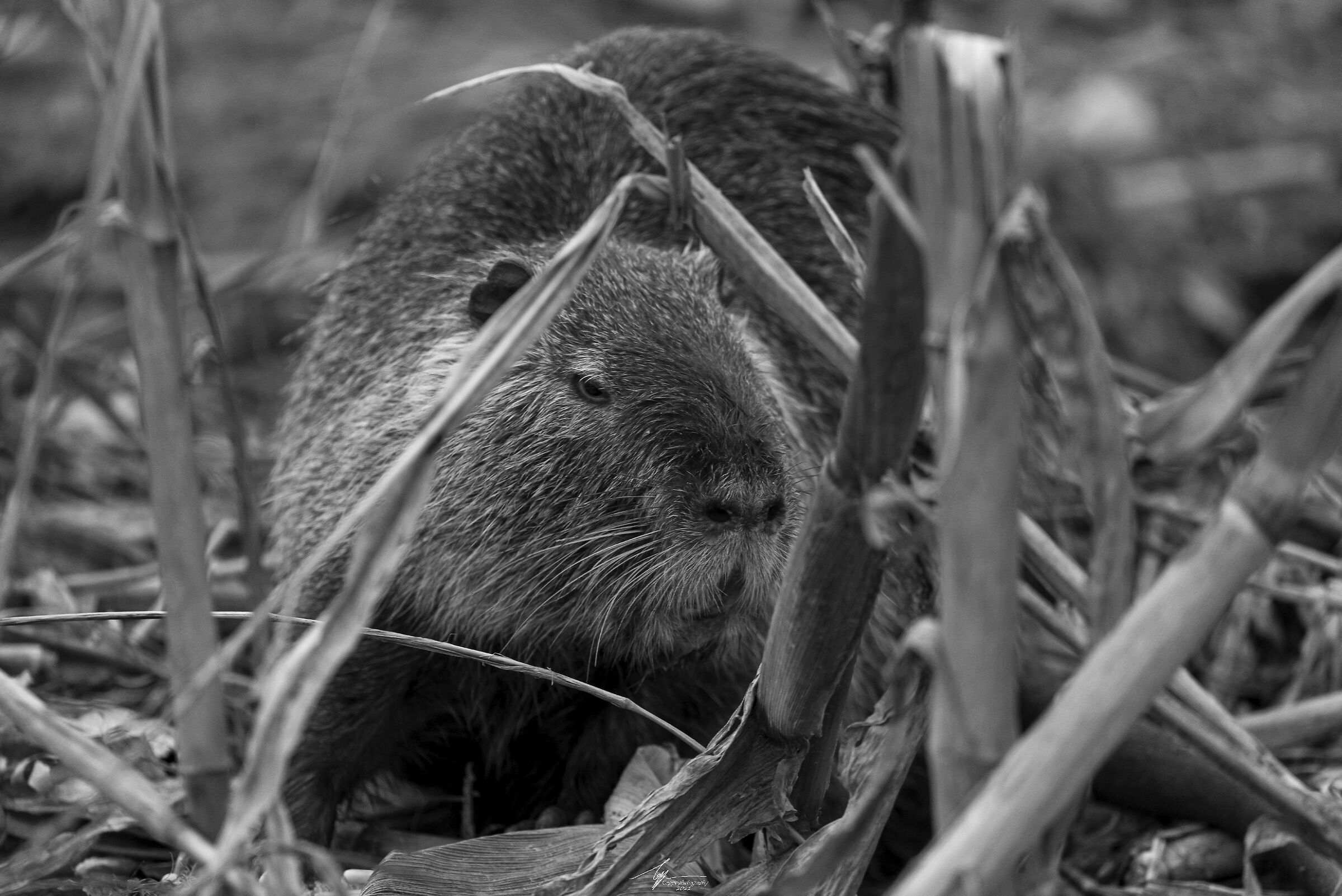 Nutria (Myocastor Coypus - M.)