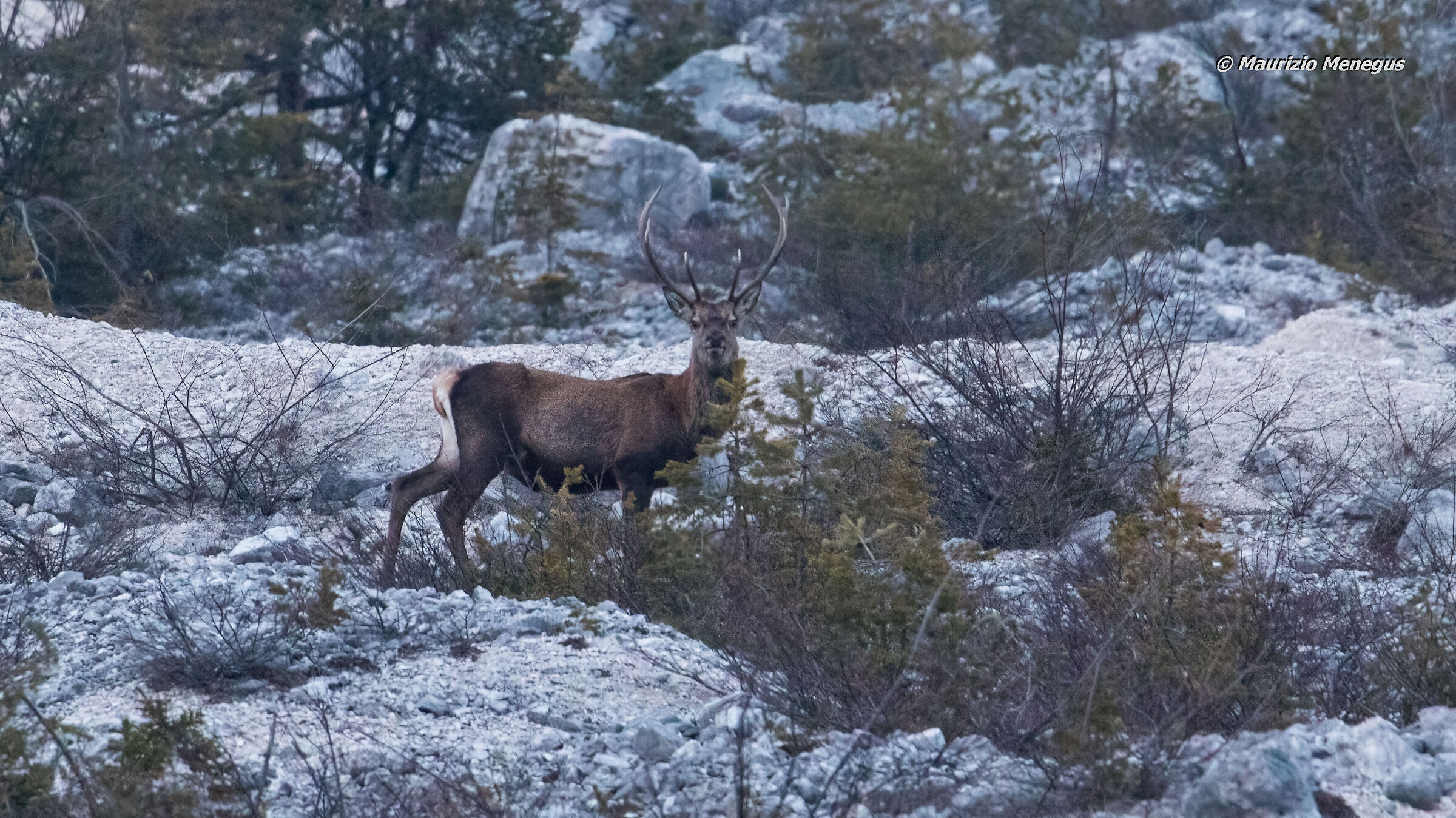 Cervo maschio a marzo