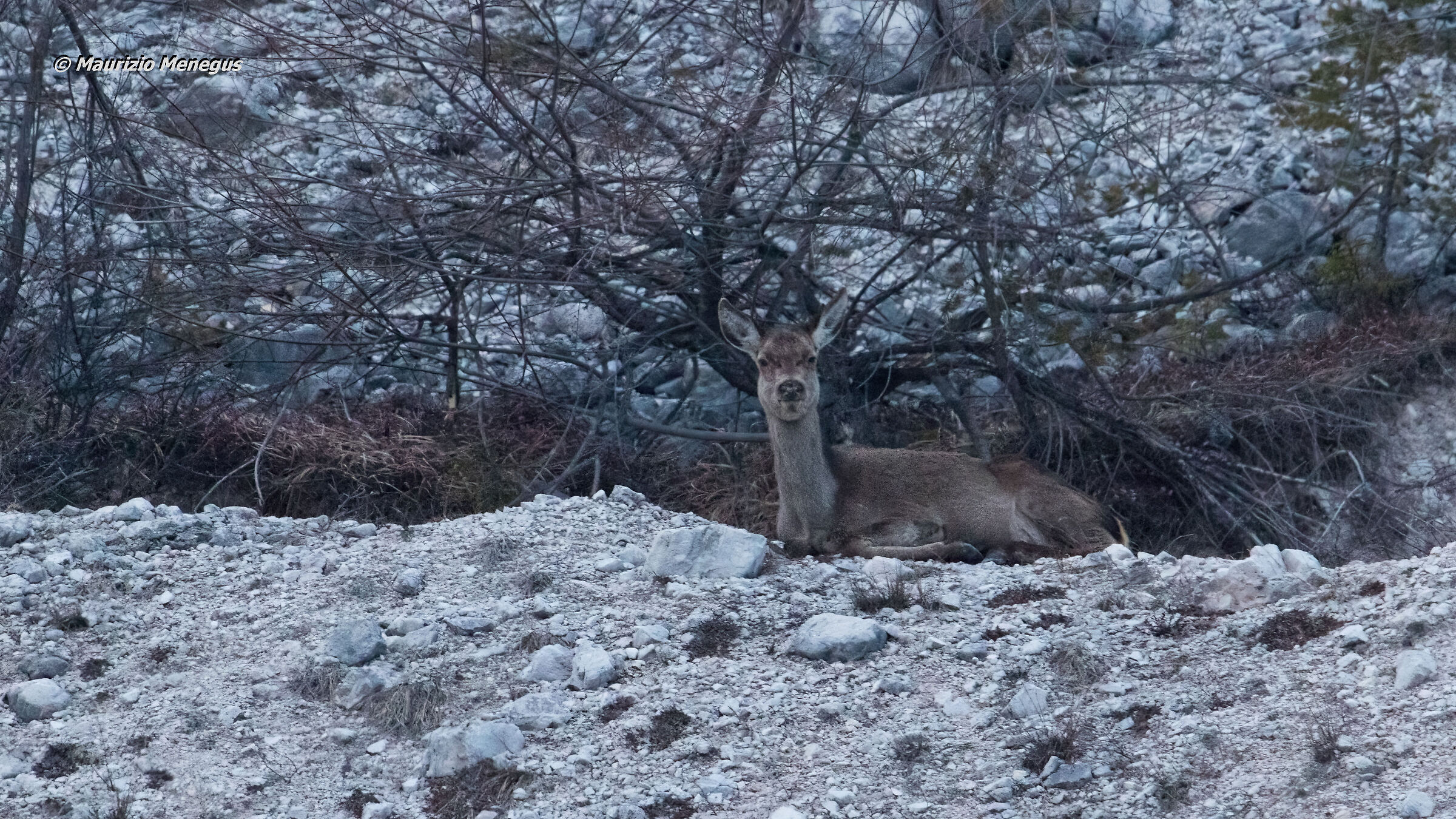 Cervo femmina a marzo