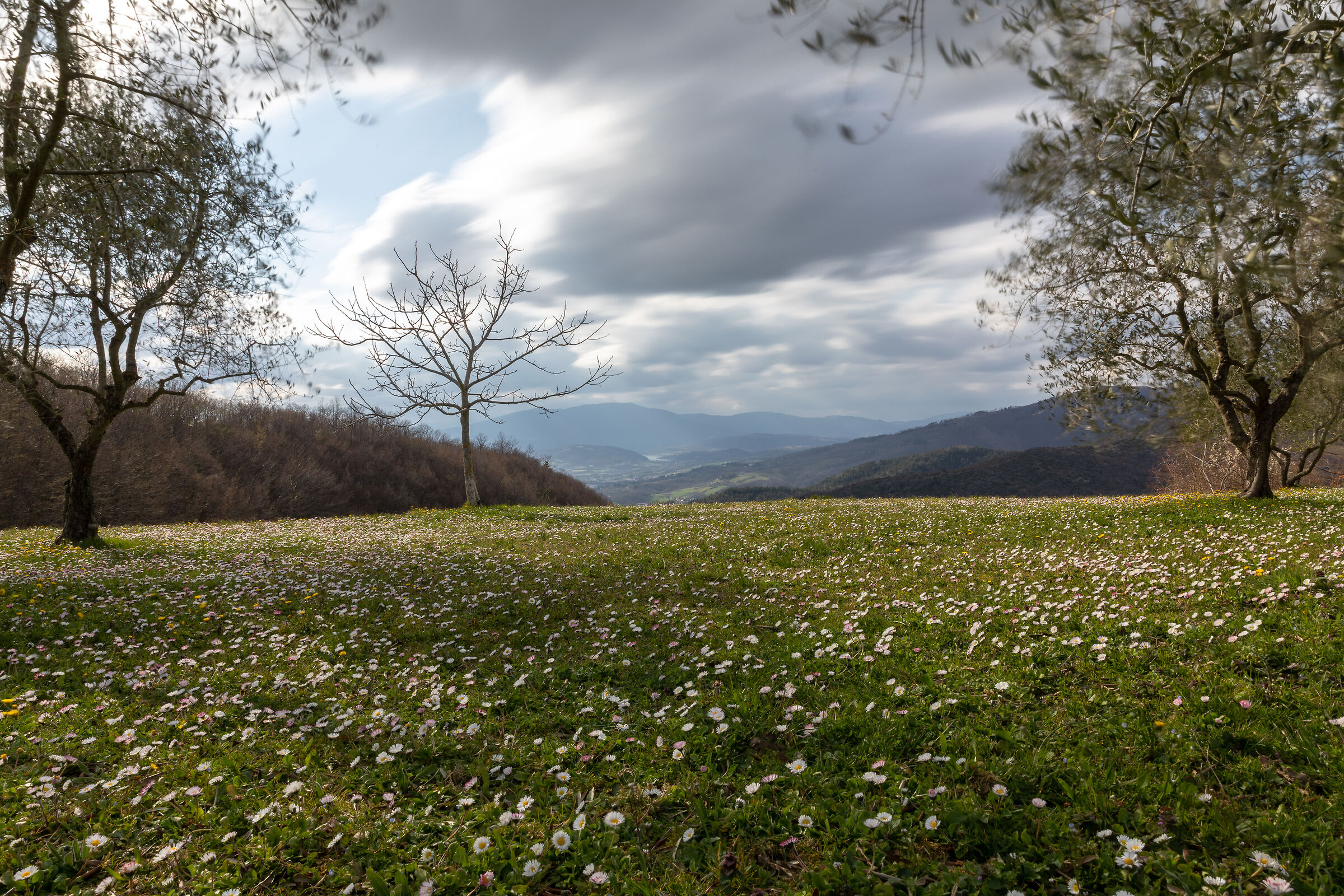 Spring