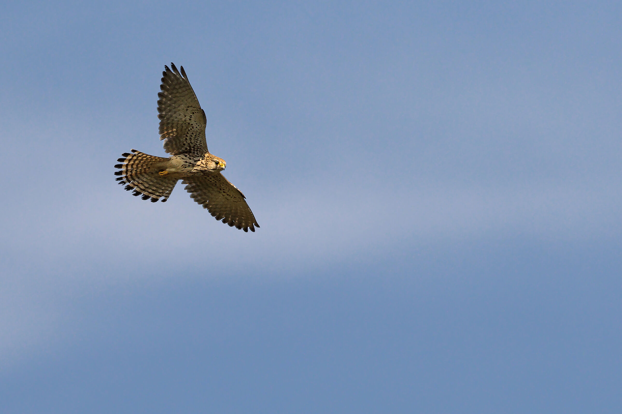 Cheetah in flight