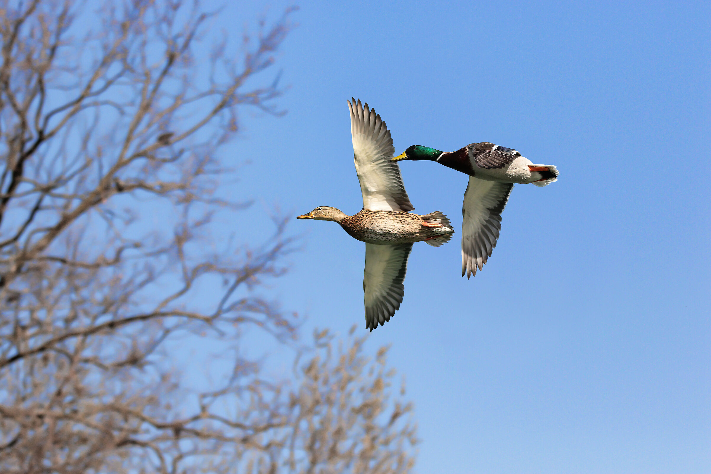 Germano Maschio e Femmina