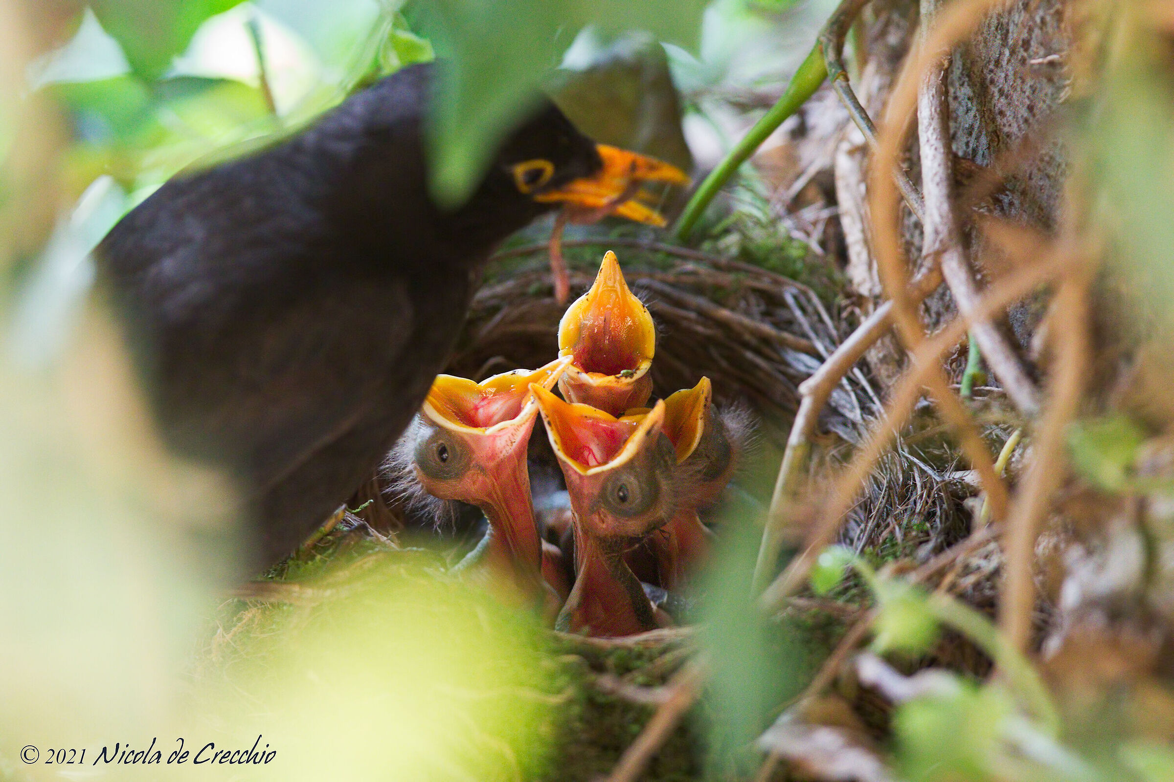 Choose me! Choose me! Choose me! Choose me!