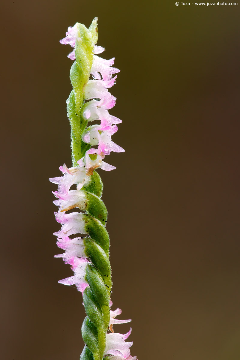 Spiranthes sinensis, 009388