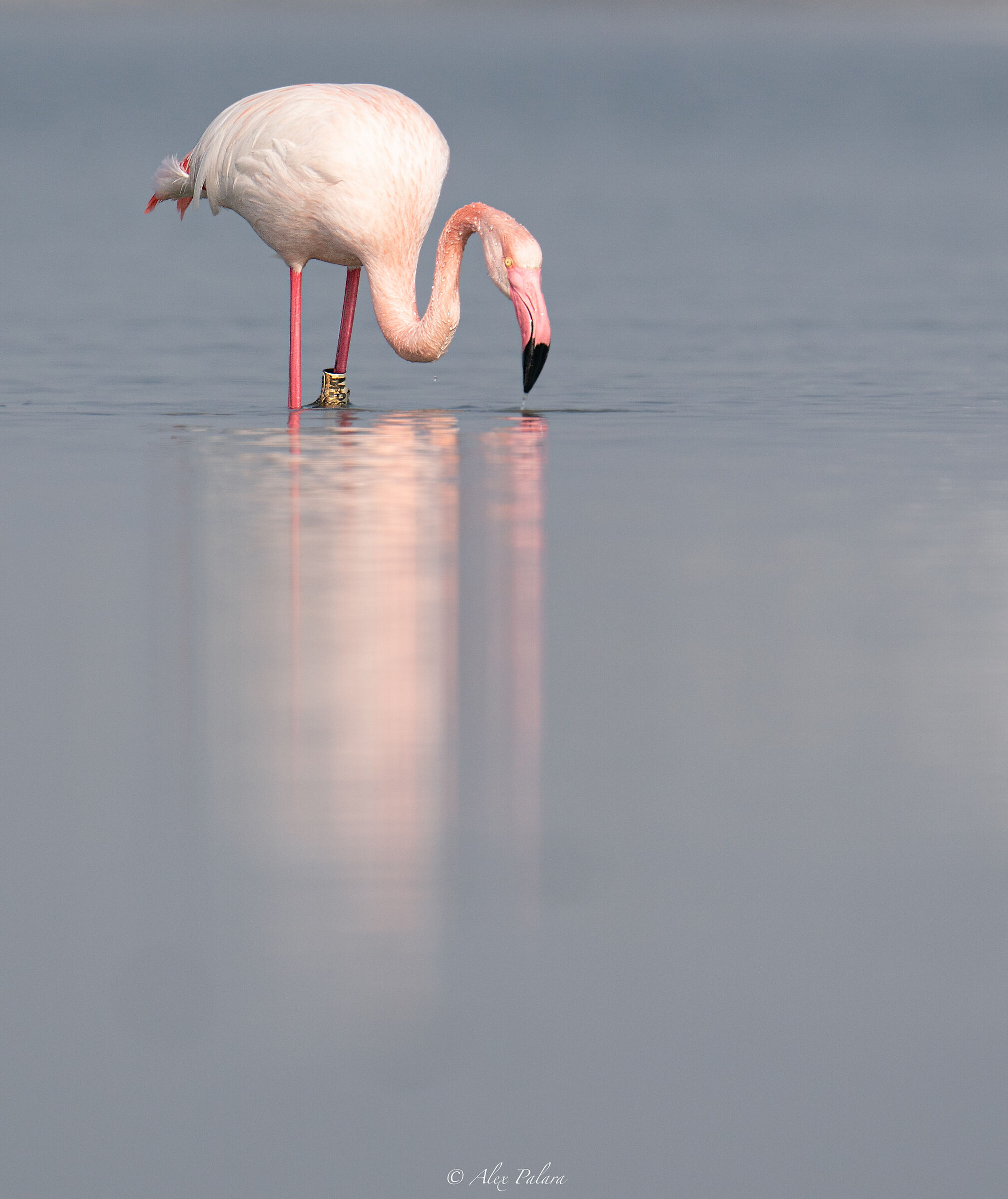 Fenicottero nel delta del po