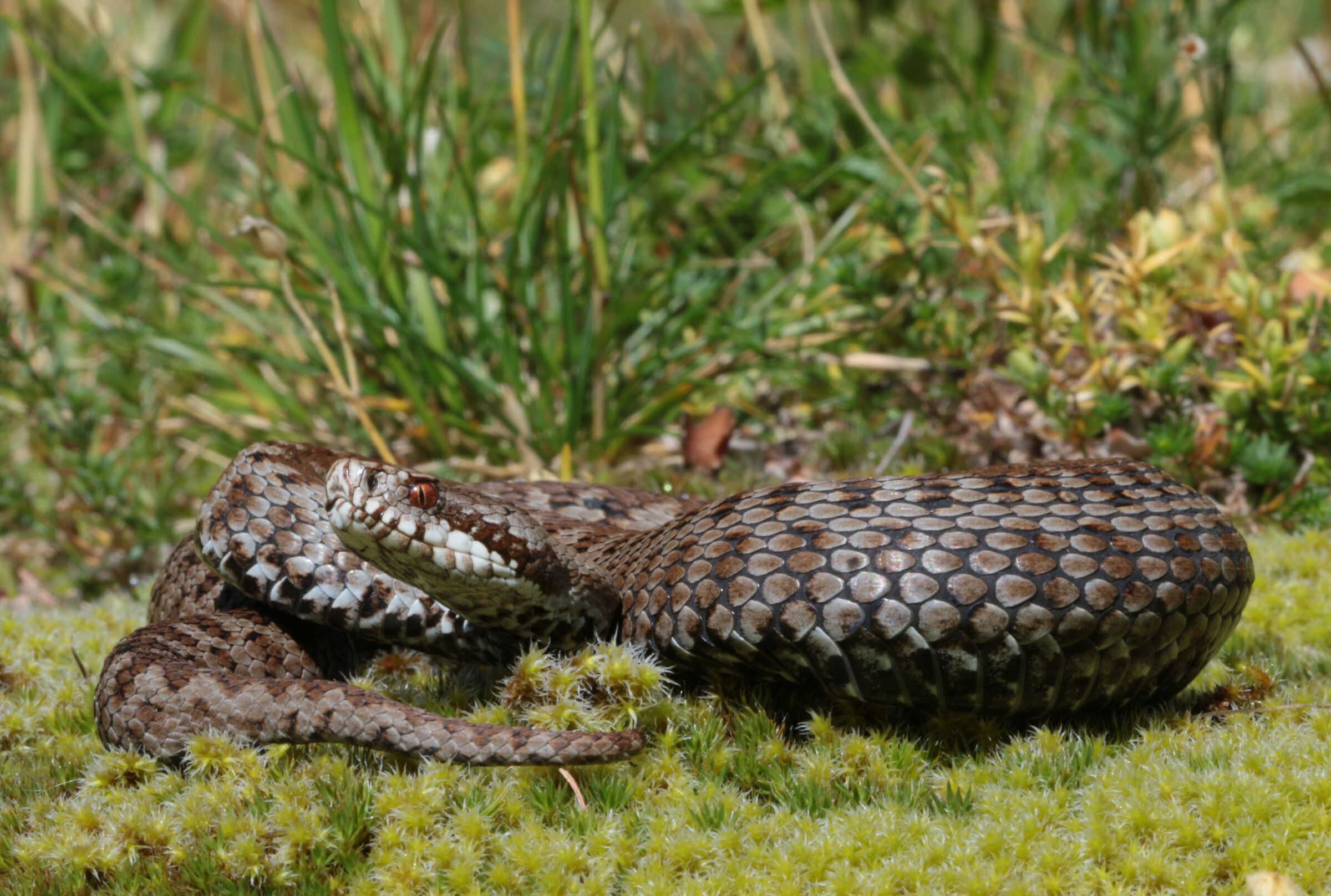 Vipera berus ssp. berus, femmina