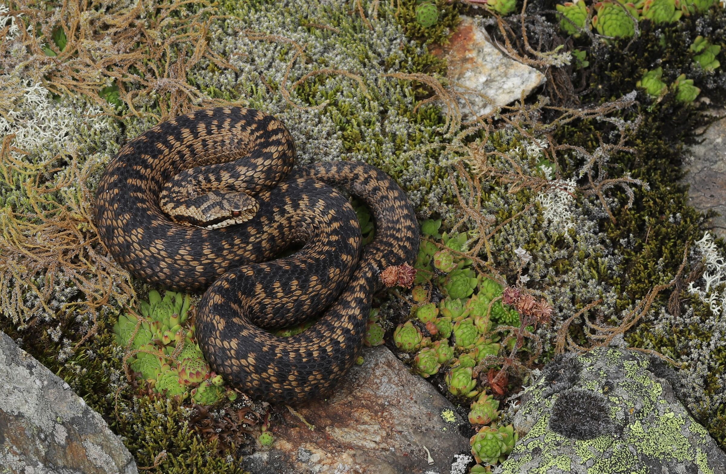 Vipera berus ssp. berus, femmina
