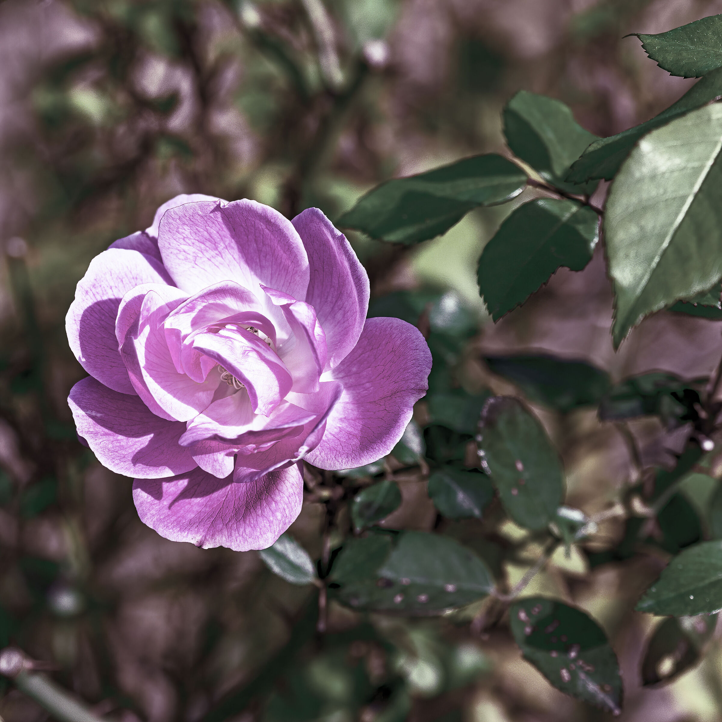 Rosa precocissima
