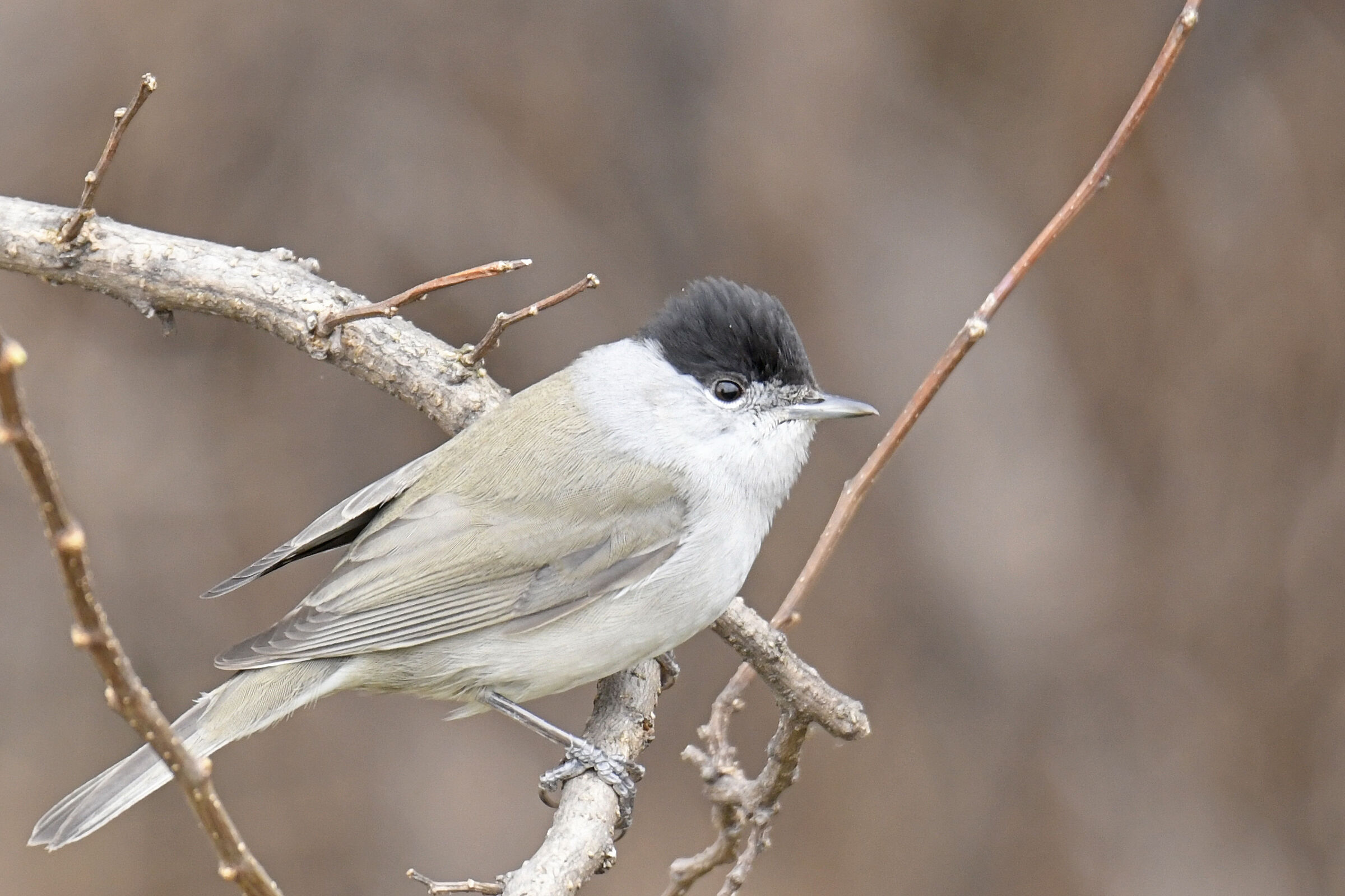 Capinera (Blackcap)