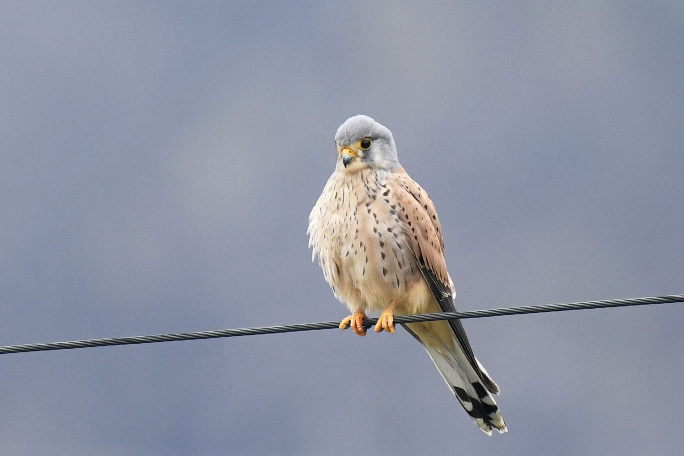 Kestrel (Kestrel)