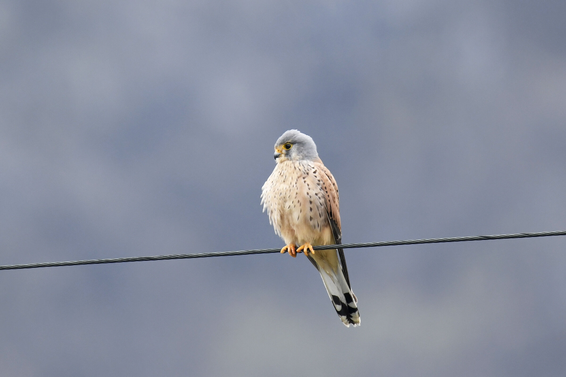 Kestrel (Kestrel)