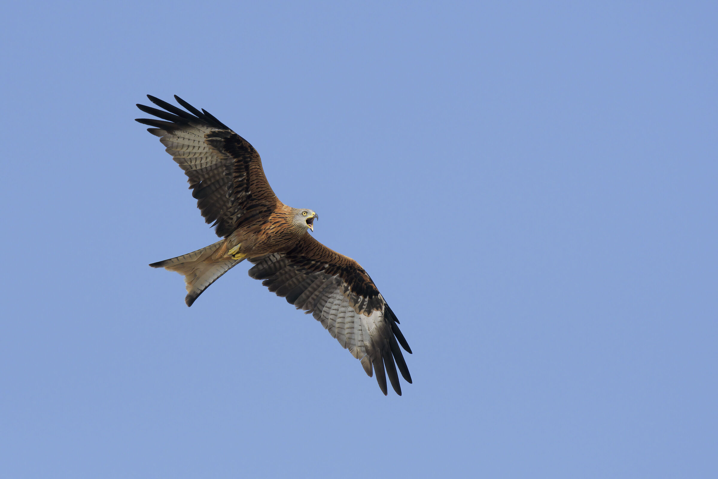 The Scream of the Royal Kite (Milvus milvus)