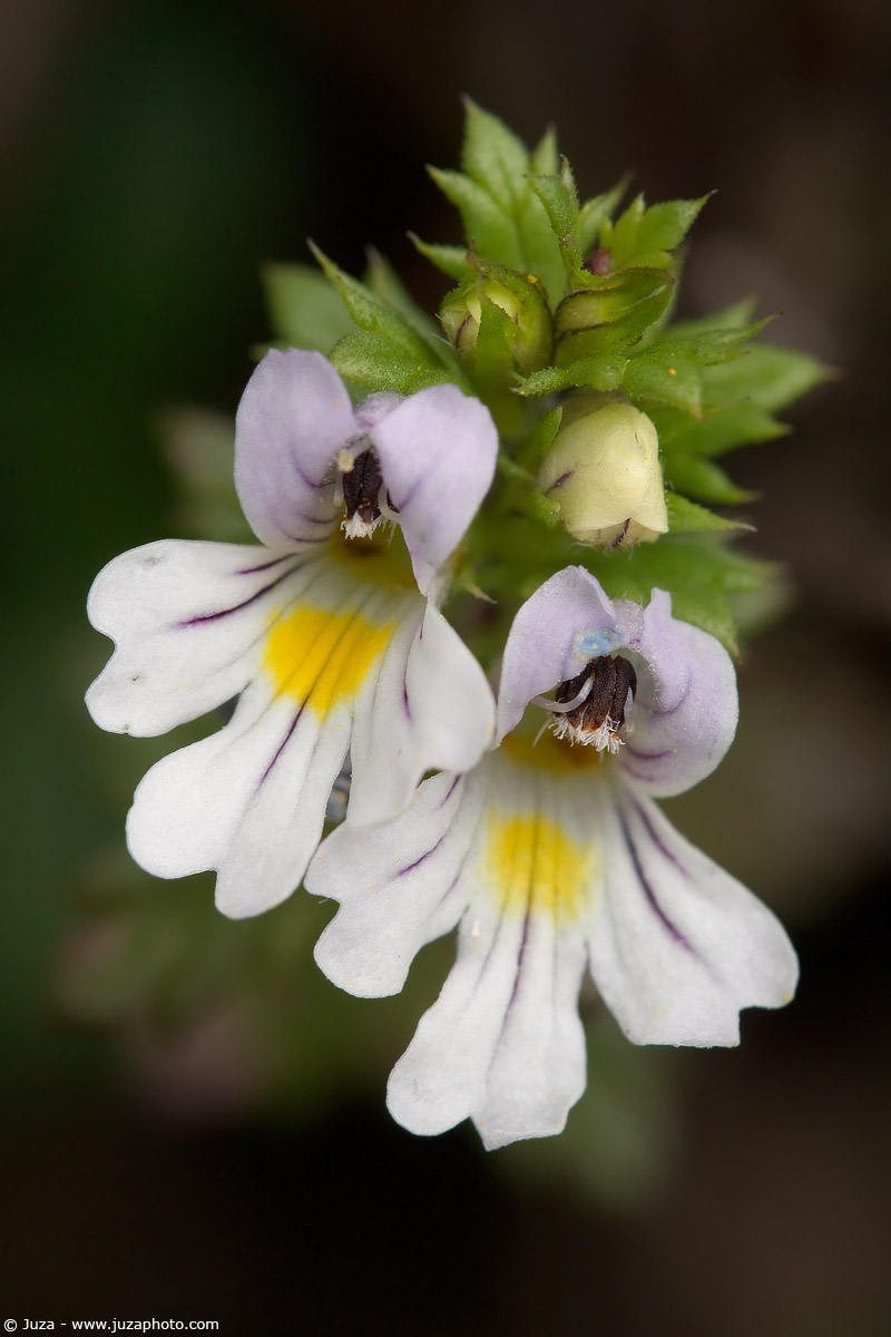 Euphrasia officinalis, 003207