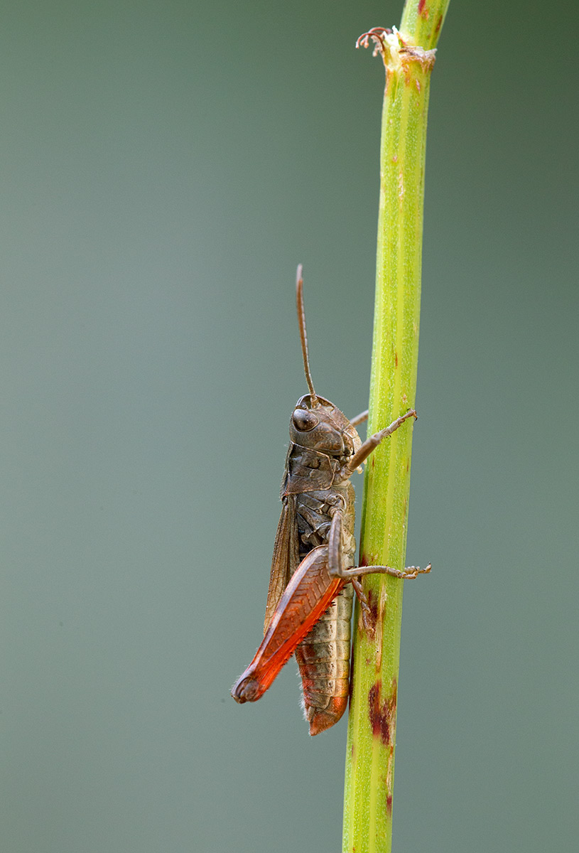 Cialancensis's chorthippus
