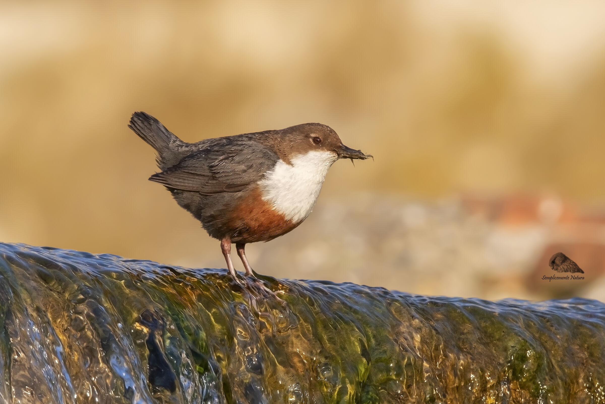 Acquaiolo Merlo (Cinclus cinclus)