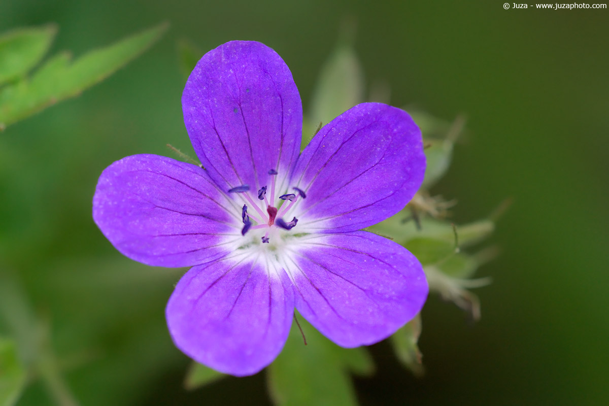 Geranium sylvaticum, 002785
