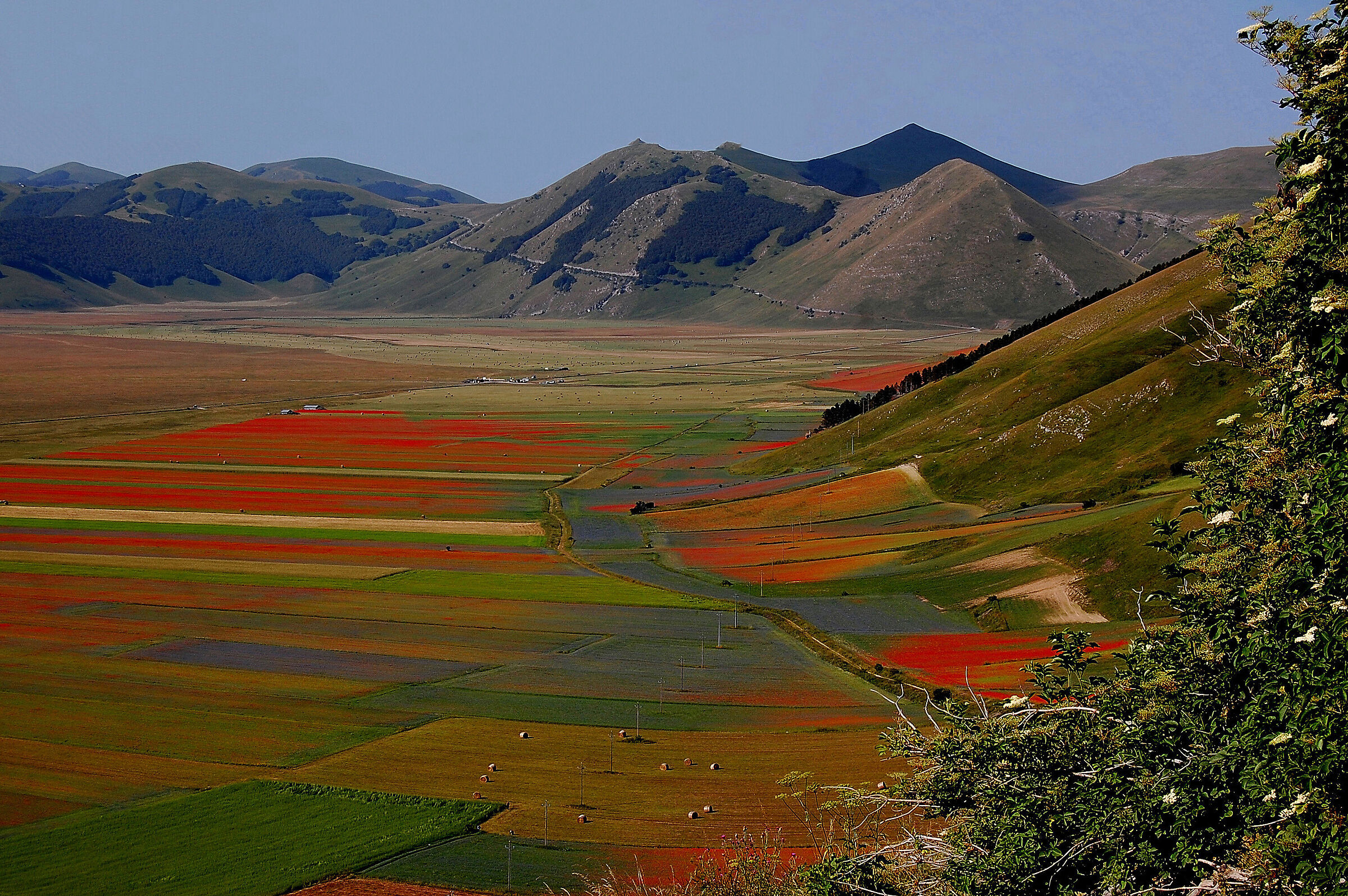 Castelluccio fiorito -