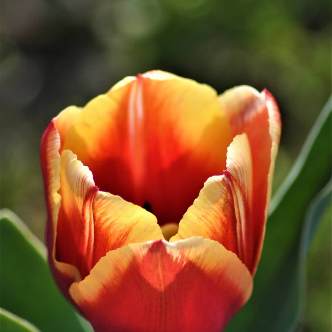 Tulipano