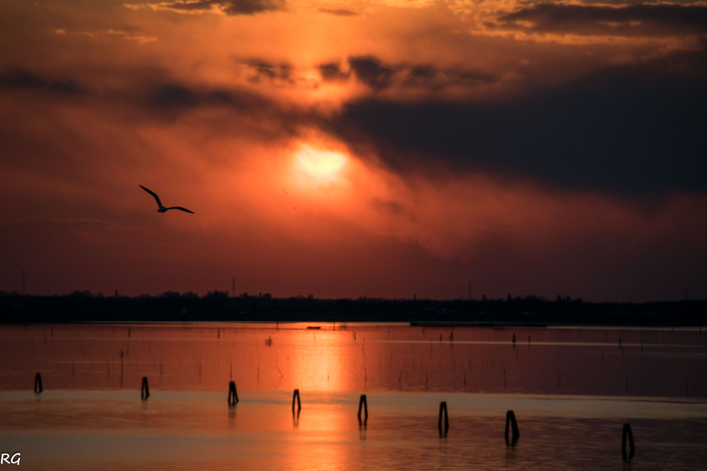 Gabbiano al tramonto