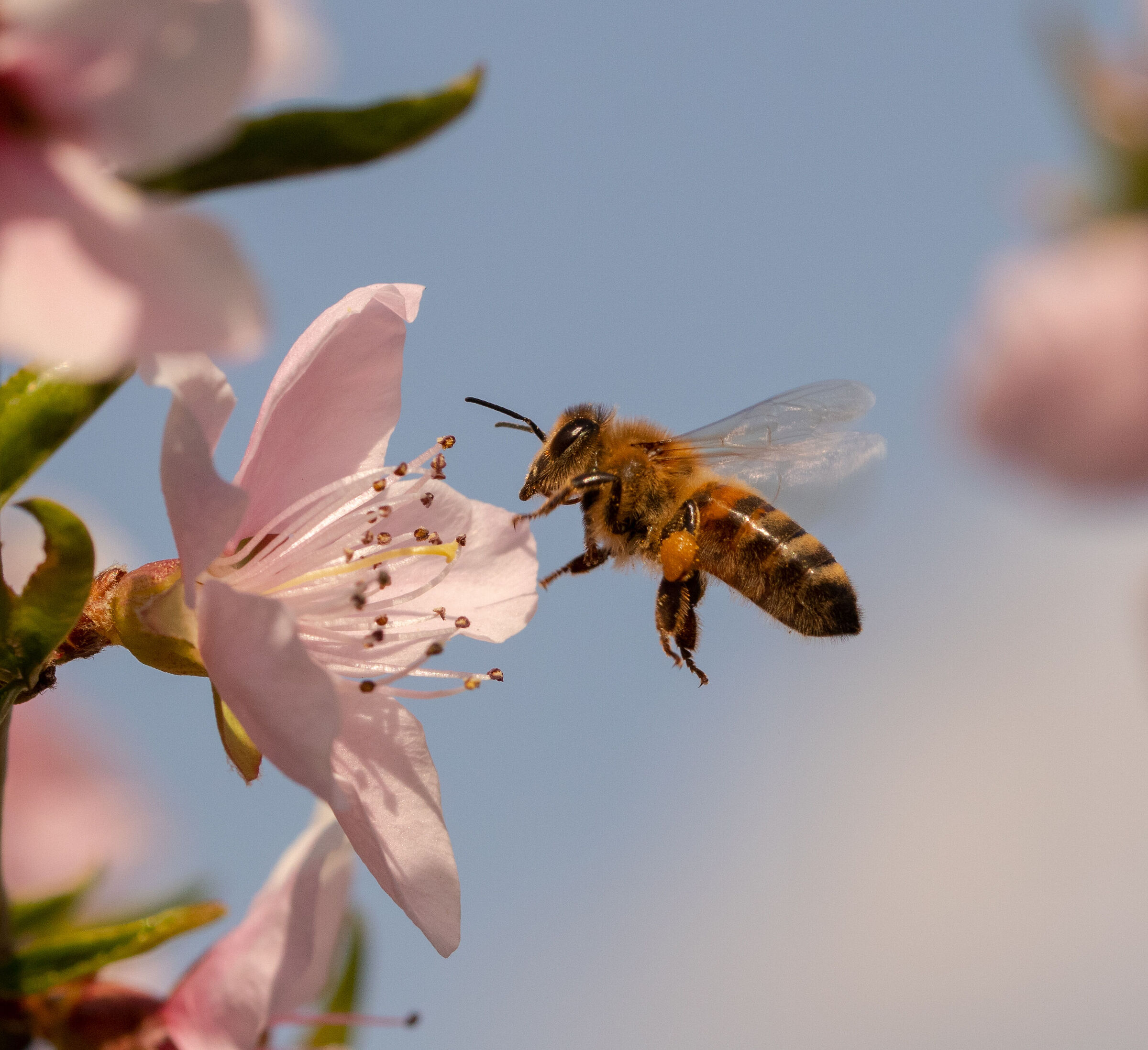bee in flight arriving on peach blossom 28/03/2021