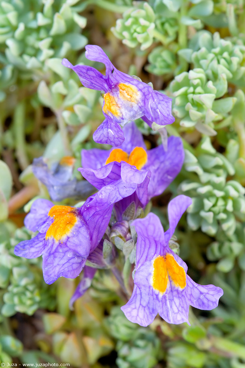 Linaria alpina, 001707