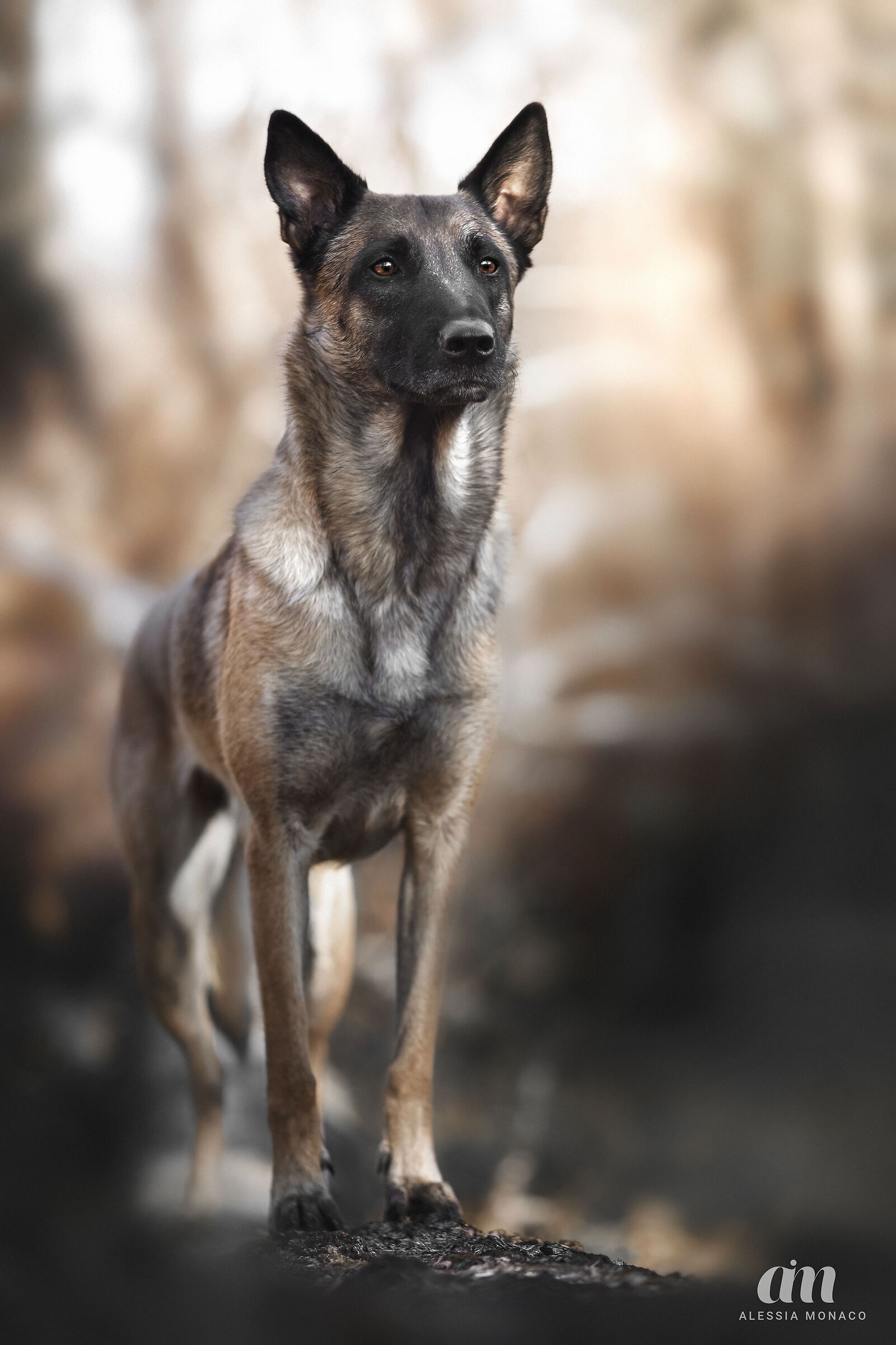 Malinois nella foresta